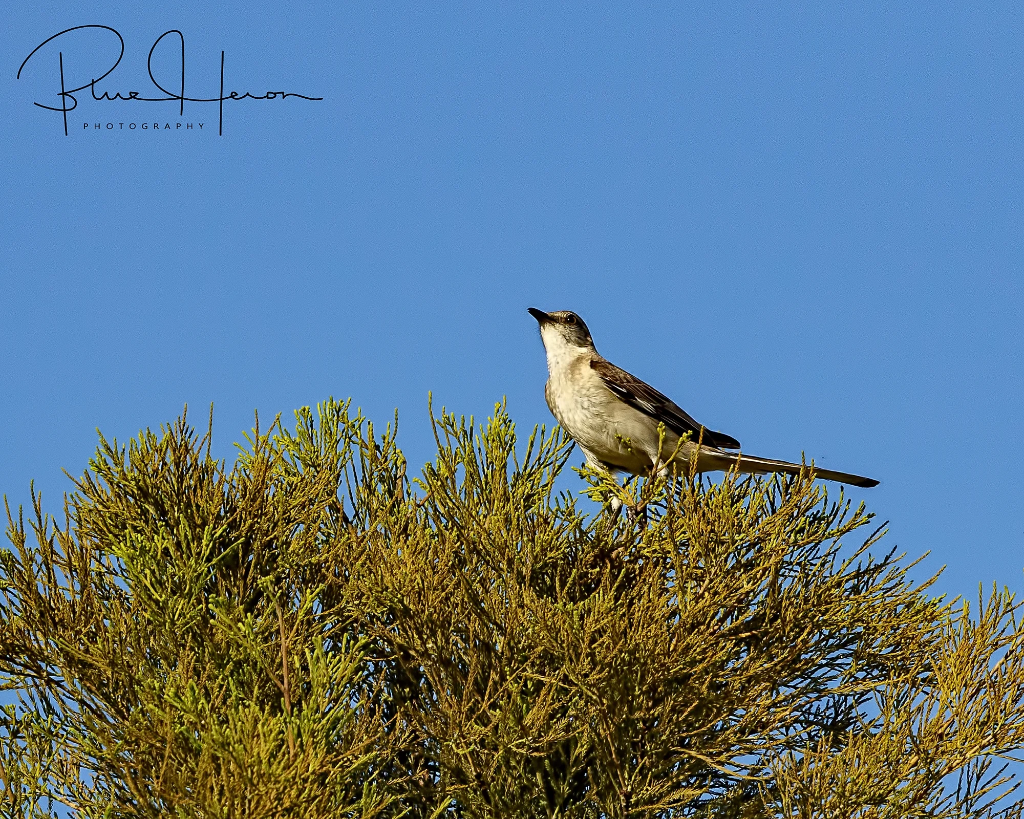 This Northern Mockingbird was singing its heart out as we sipped our morning coffee