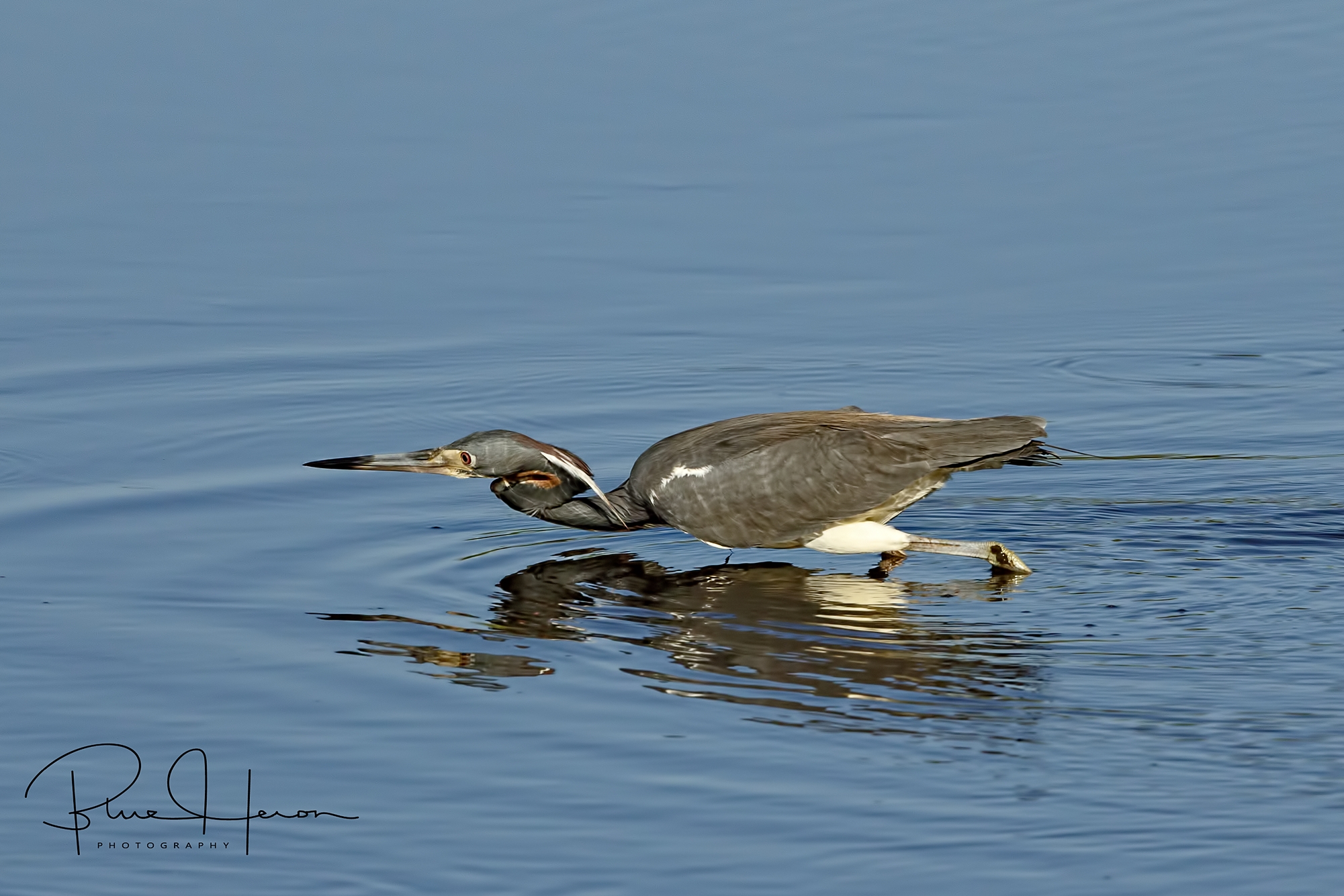 The local Tricolored Heron was not impressed with the Mockingbirds song..
