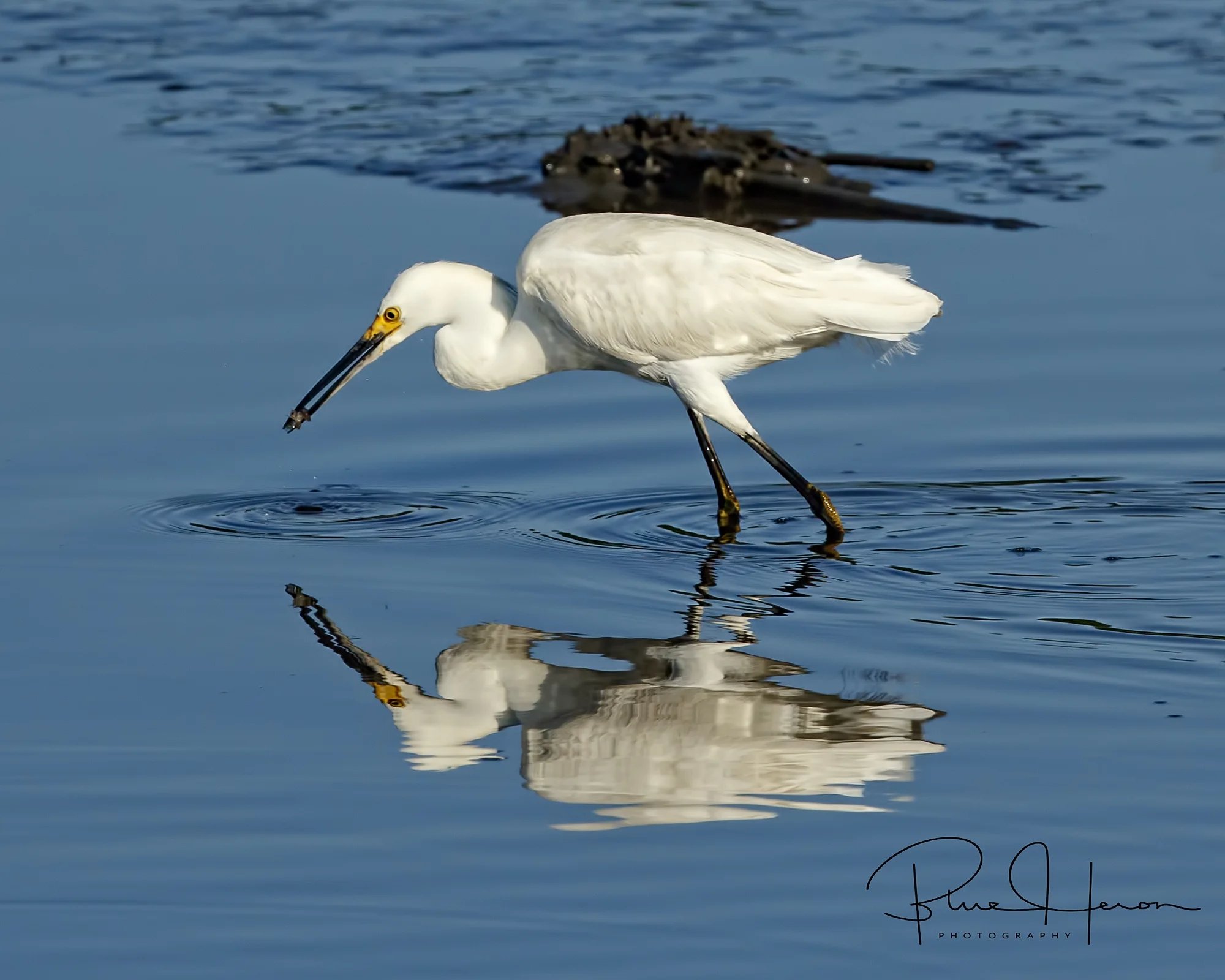 Neither was the Snowy Egret as it hunted for minnows in the falling tide