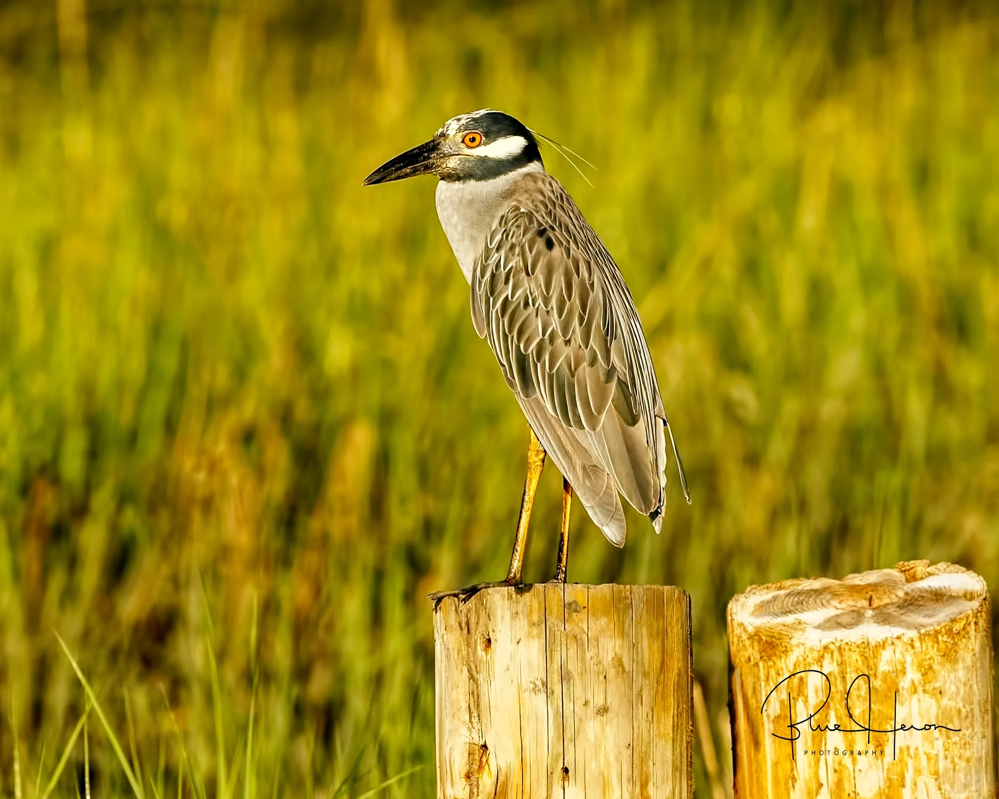 George, the Yellow-crowned Night Heron greets the morning..