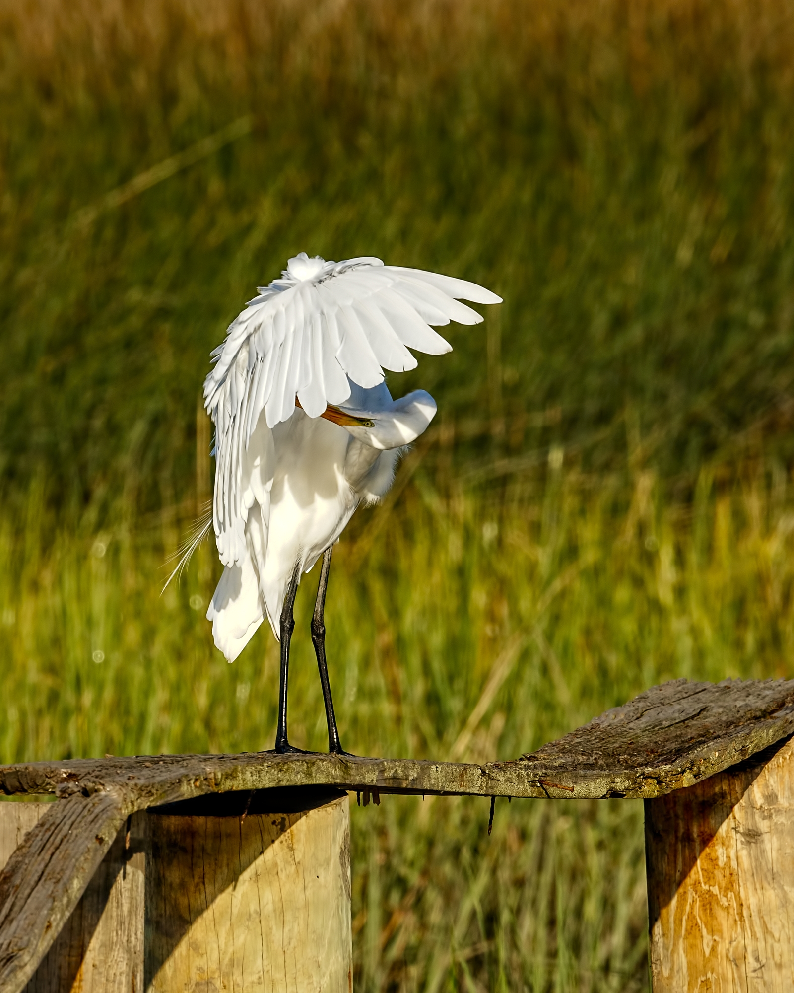 The Great Egret does an under wing pit check..