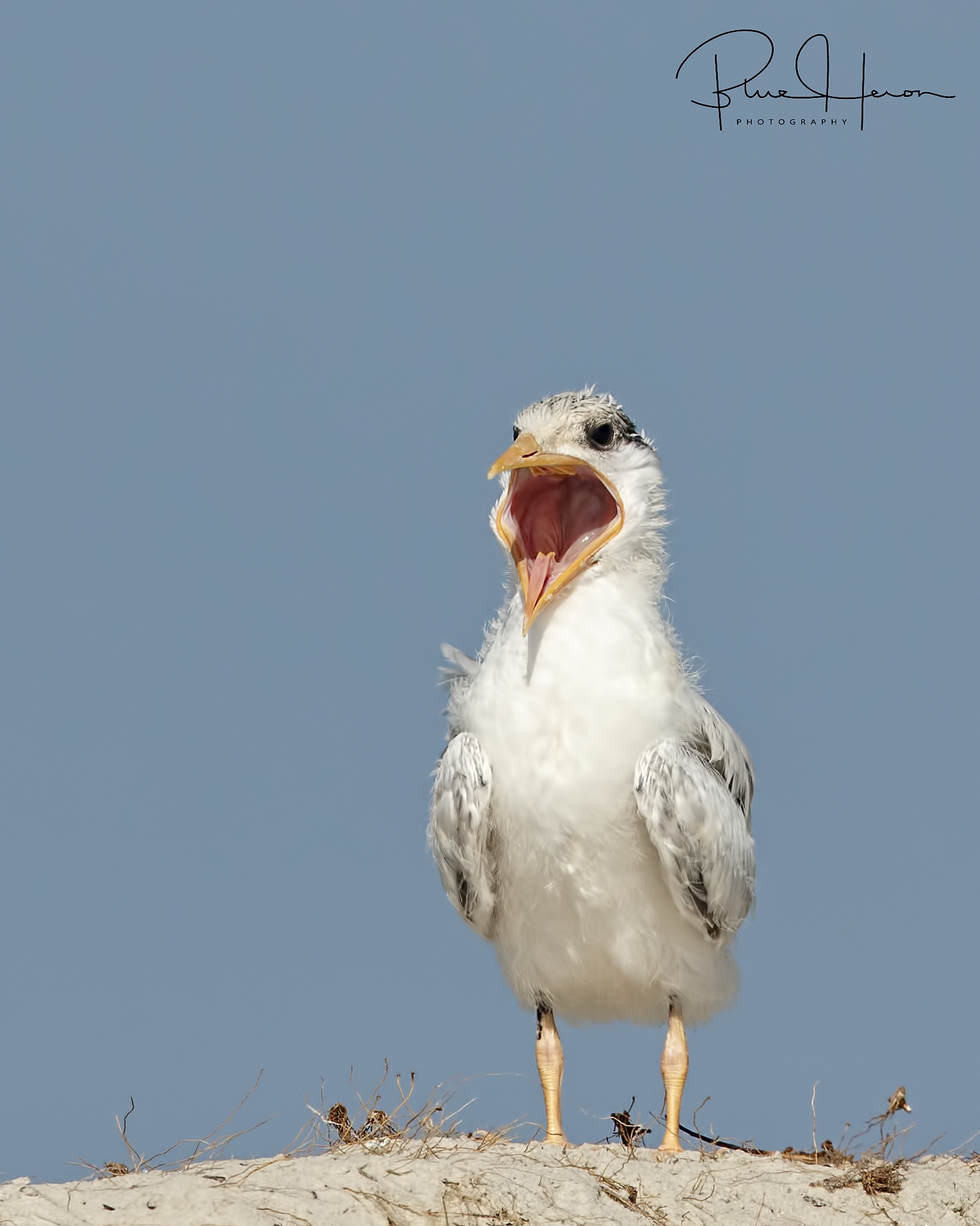 Meet "Big Mouth", the Royal Tern chick