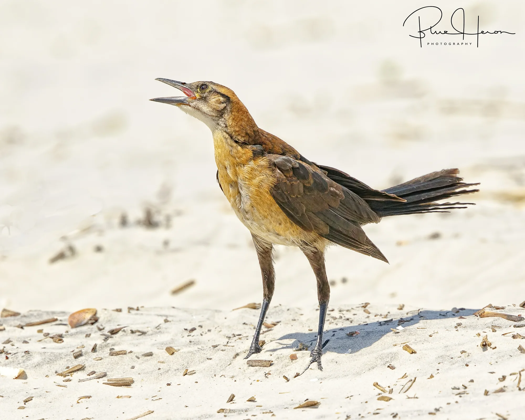 A female Boat-tailed Grackle tries to imitate the Big Mouths..hoping for a snack..