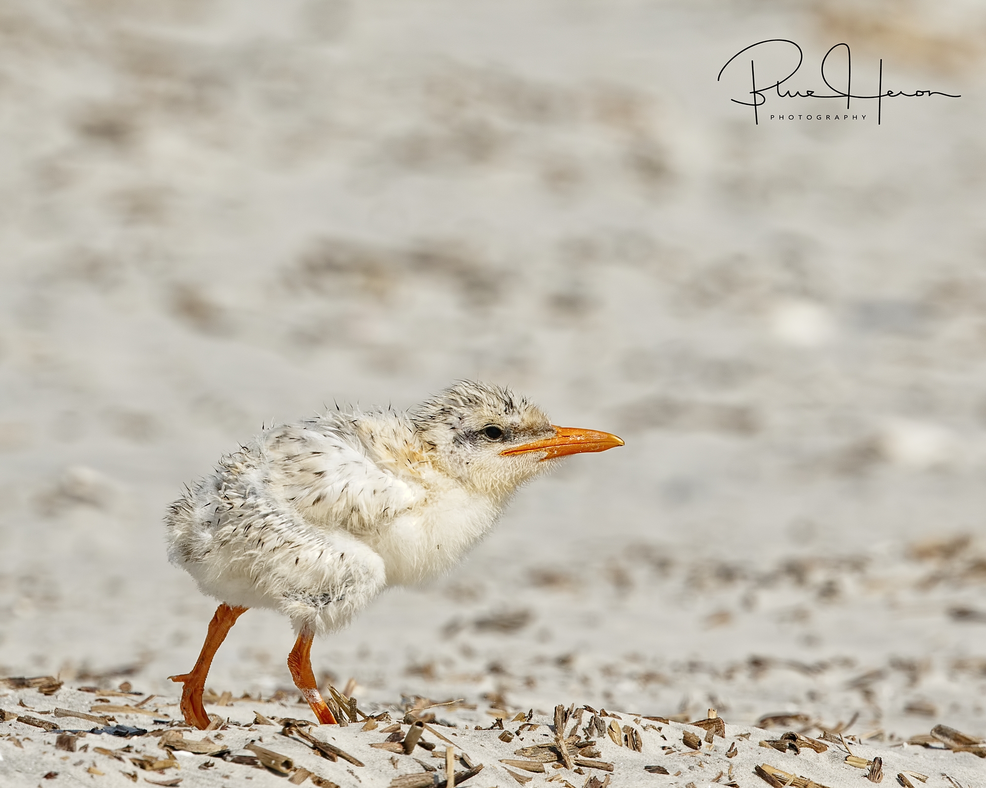 Royal Tern hatchling takes a cautions trip onto the beach. 