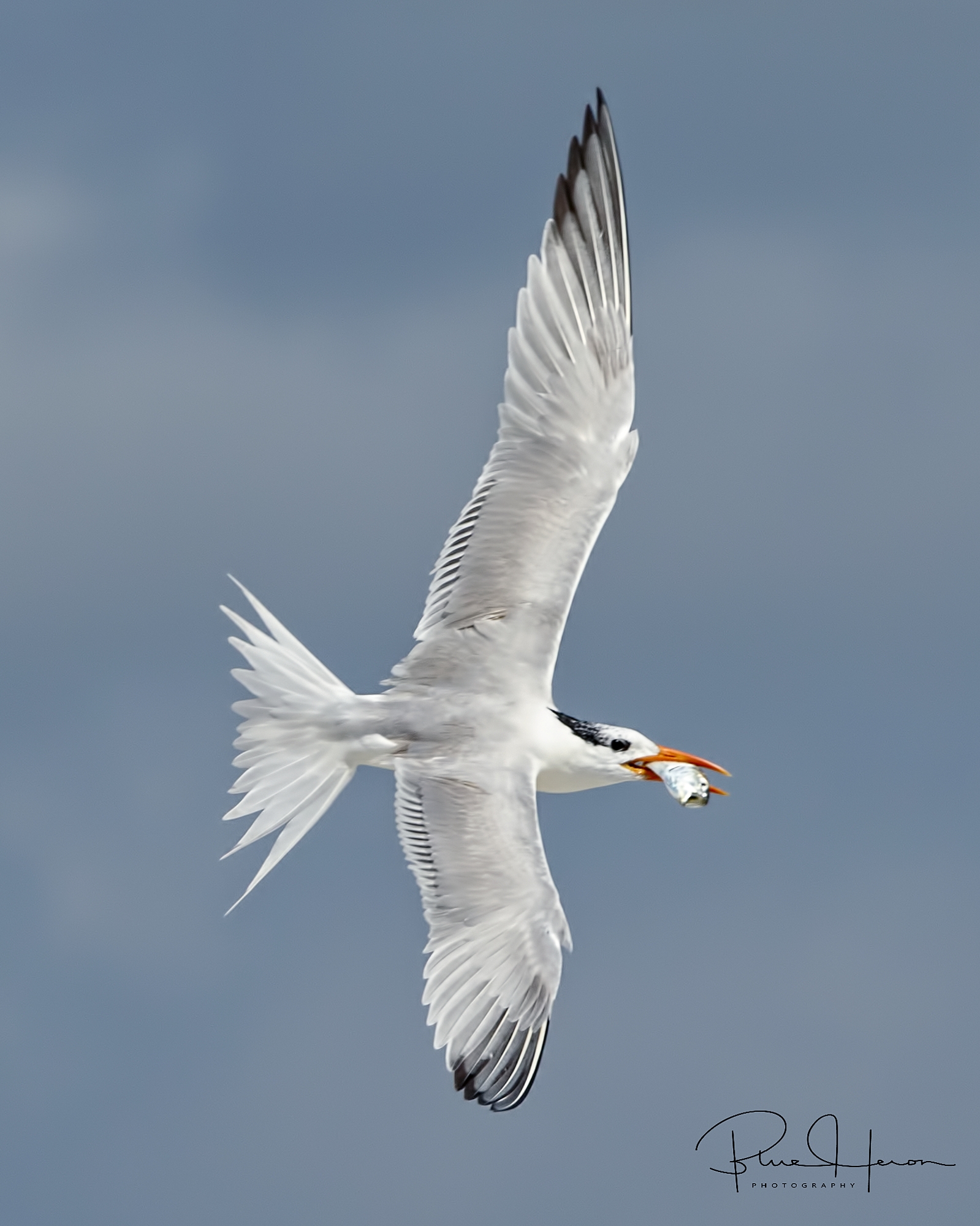 Royal Tern with fish spots its chick and starts a quick starboard turn..