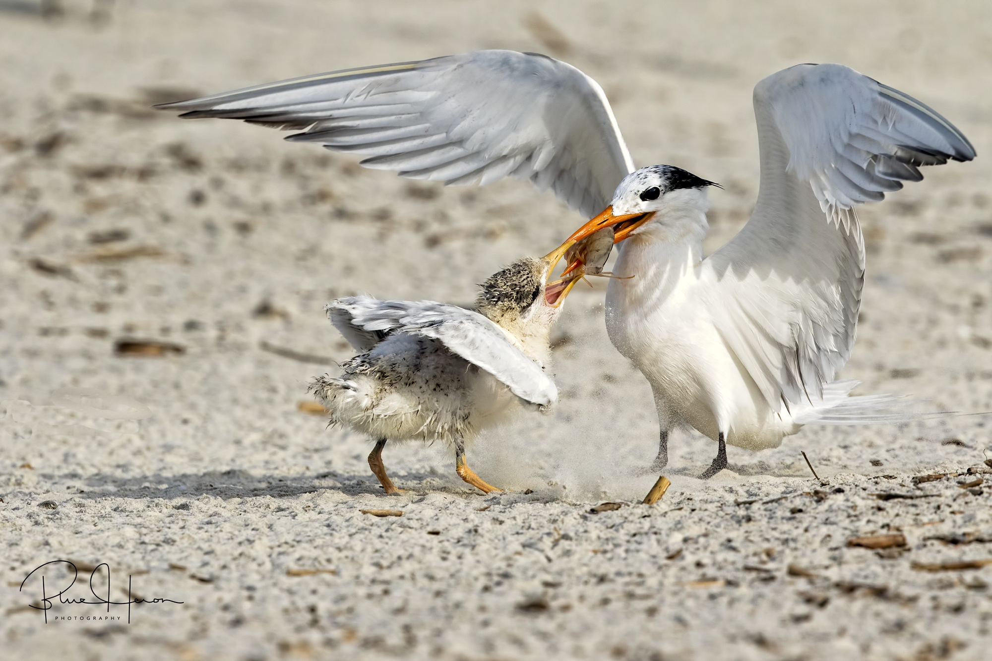 Royals have only a fraction of a second to get the food in the chicks mouth..