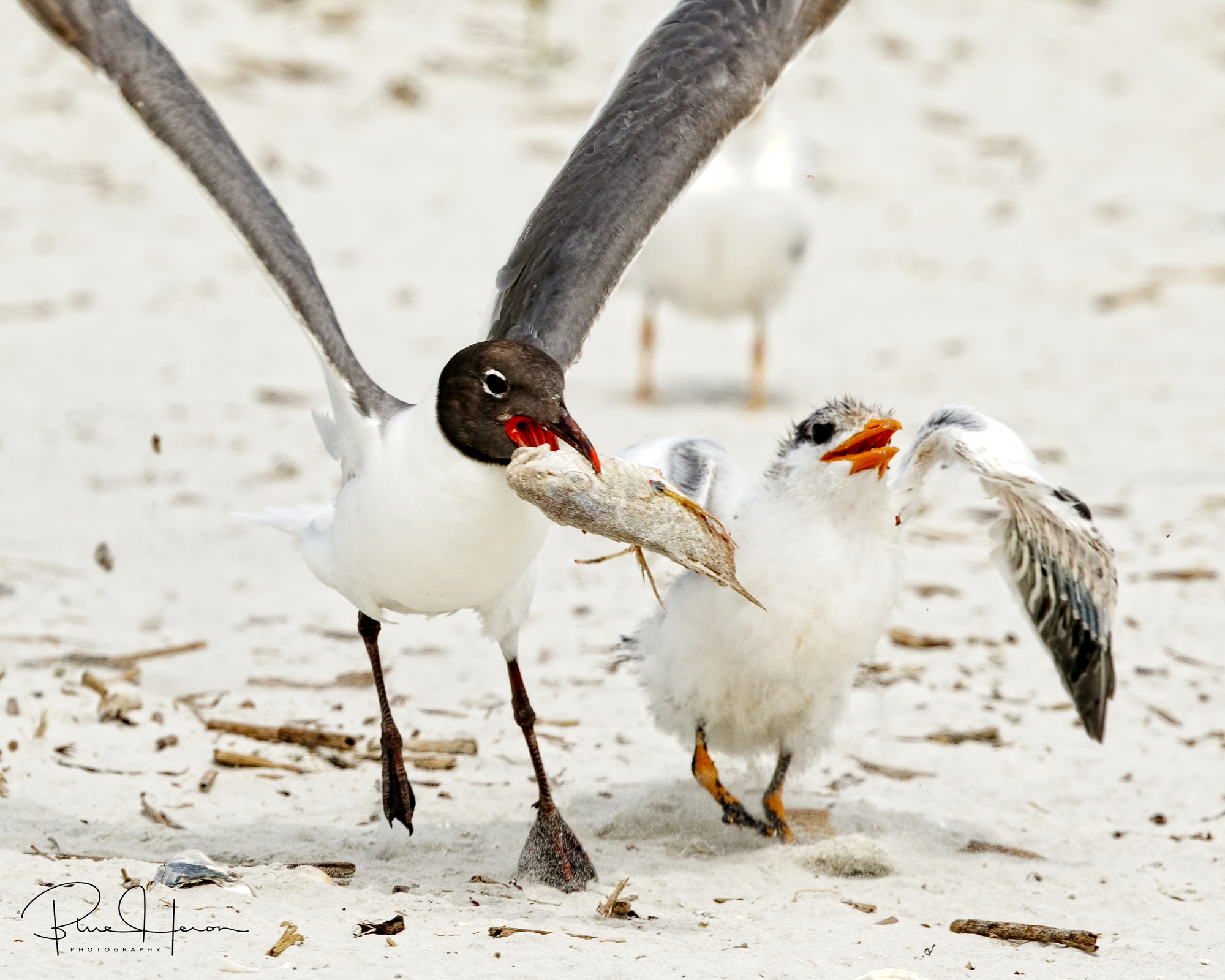 Out of the mouths of babes...Laughing Gulls will steal food food right out of the mouths of the chicks..