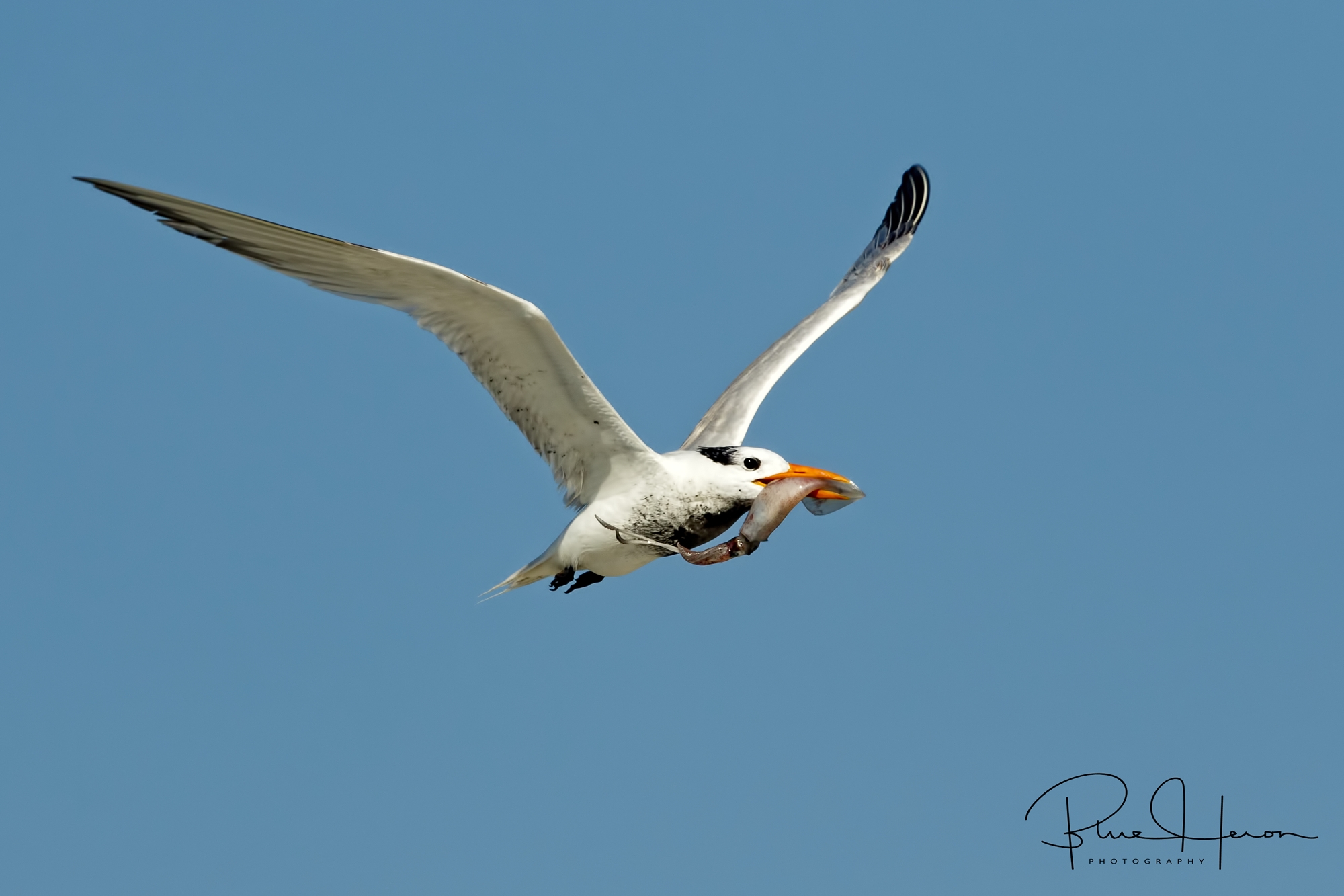 Adult Royal Tern bringing a HUGE squid to the fledgling Terns..Inked again though.