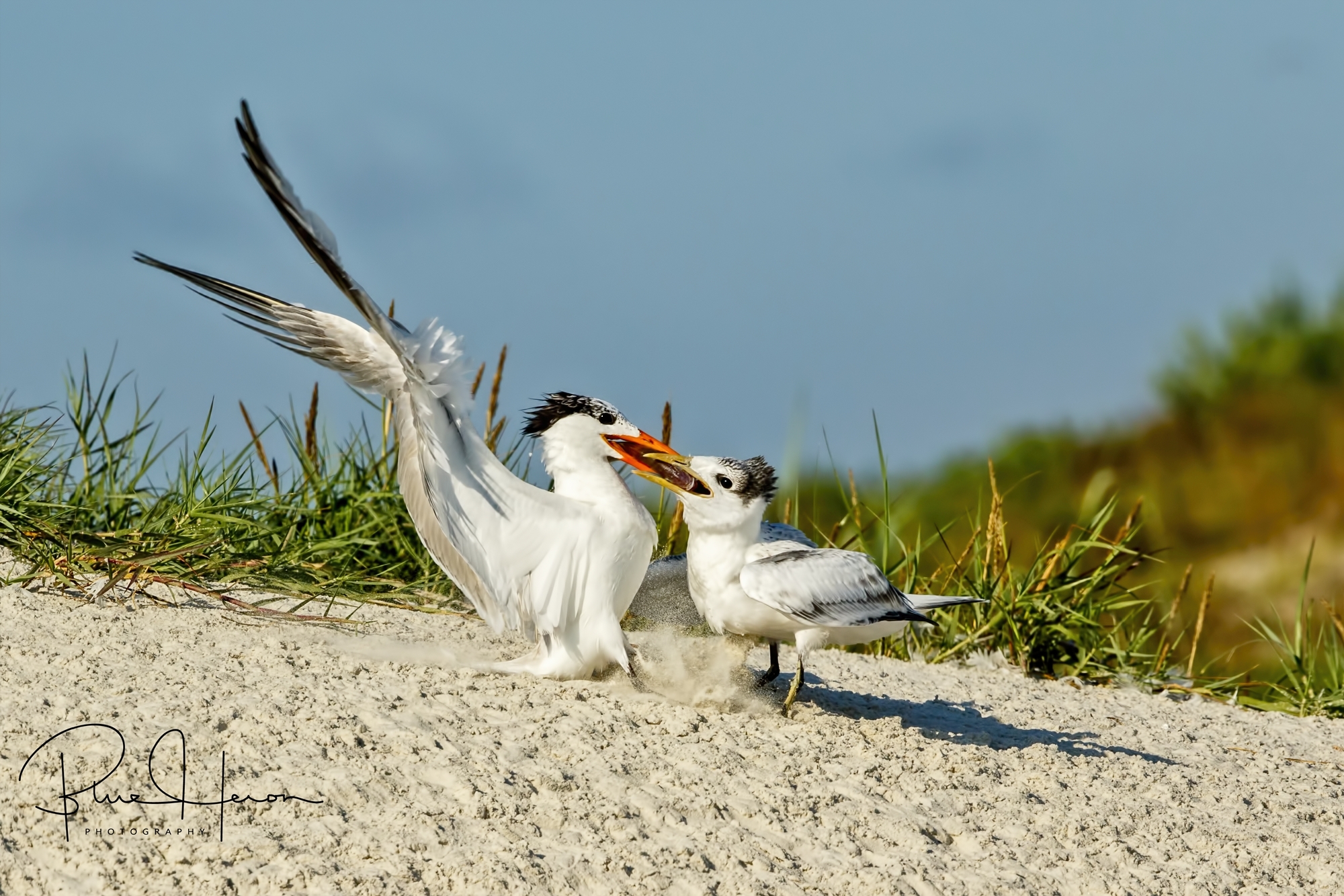 Adult to chick handoff must be fast to avoid the Laughing Gull stealing the food.