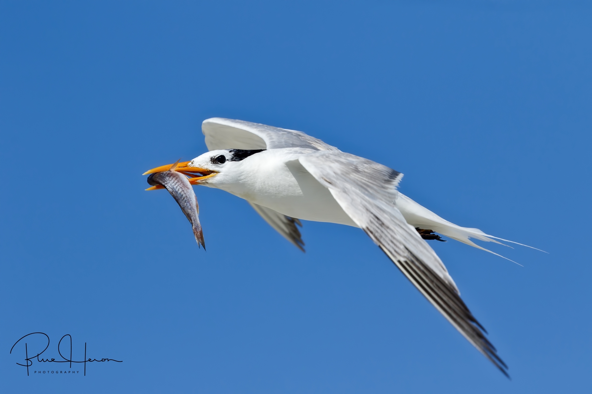 In 60-90 days the adults have reared a new generation but it sure takes a lot of food from the sea, sometimes up to 10-12 feedings a day.