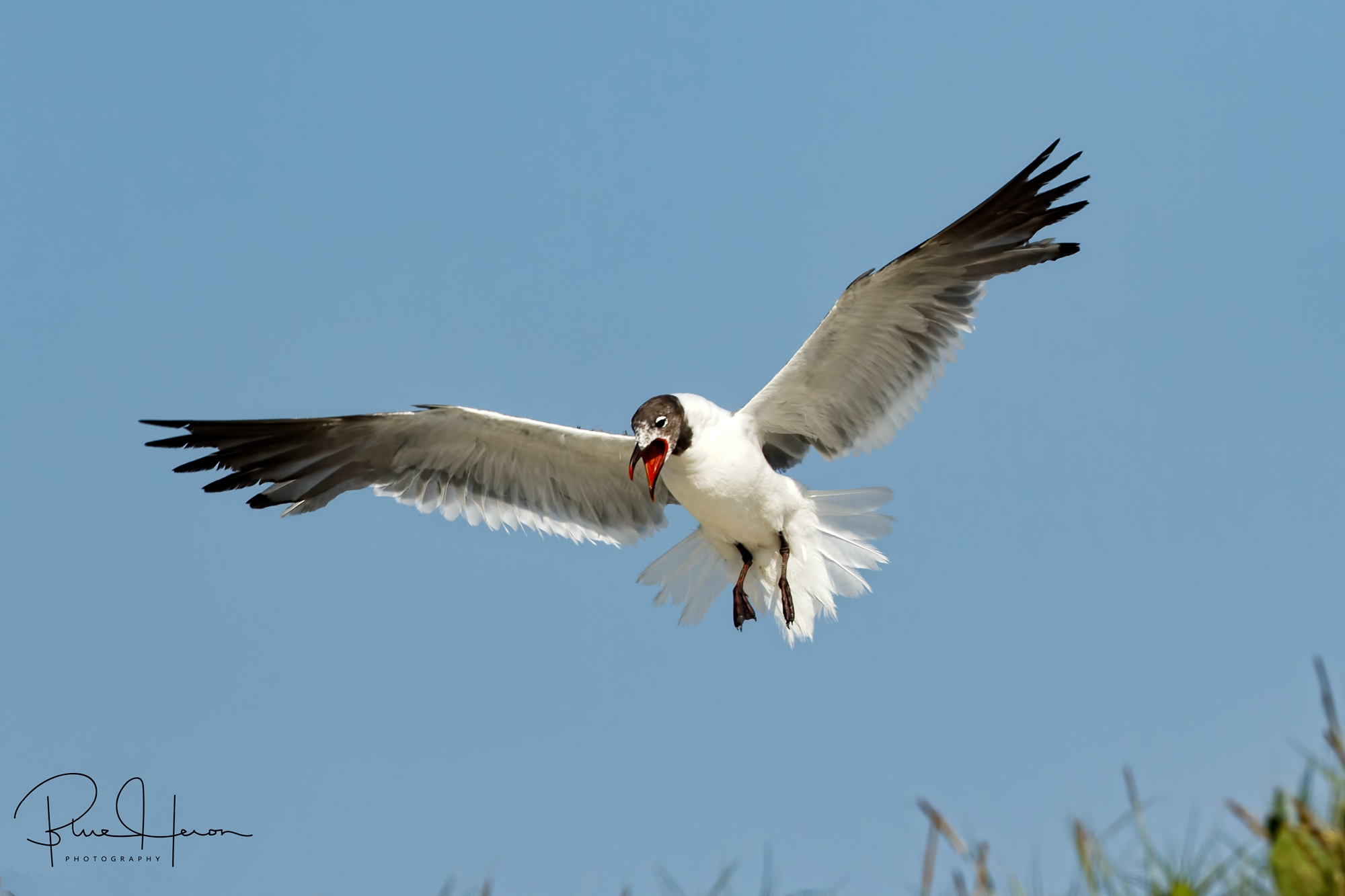 The ever present thieves, the Laughing Gull says he who laughs last (and steals food) laughs best..