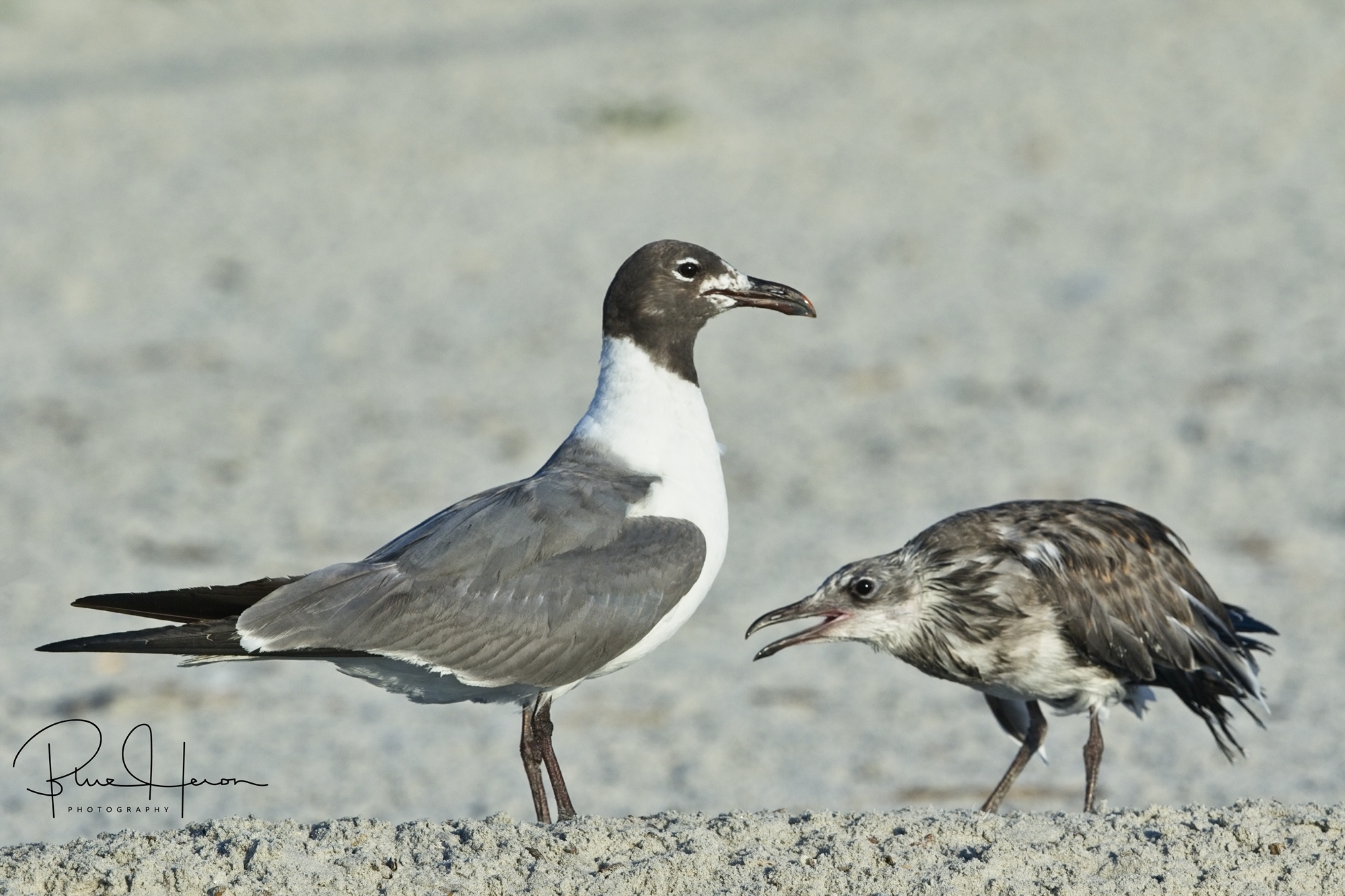 The Laughing Gull chicks seem to be hungry all the time..What do they do the adults do with all that stolen food I wonder?