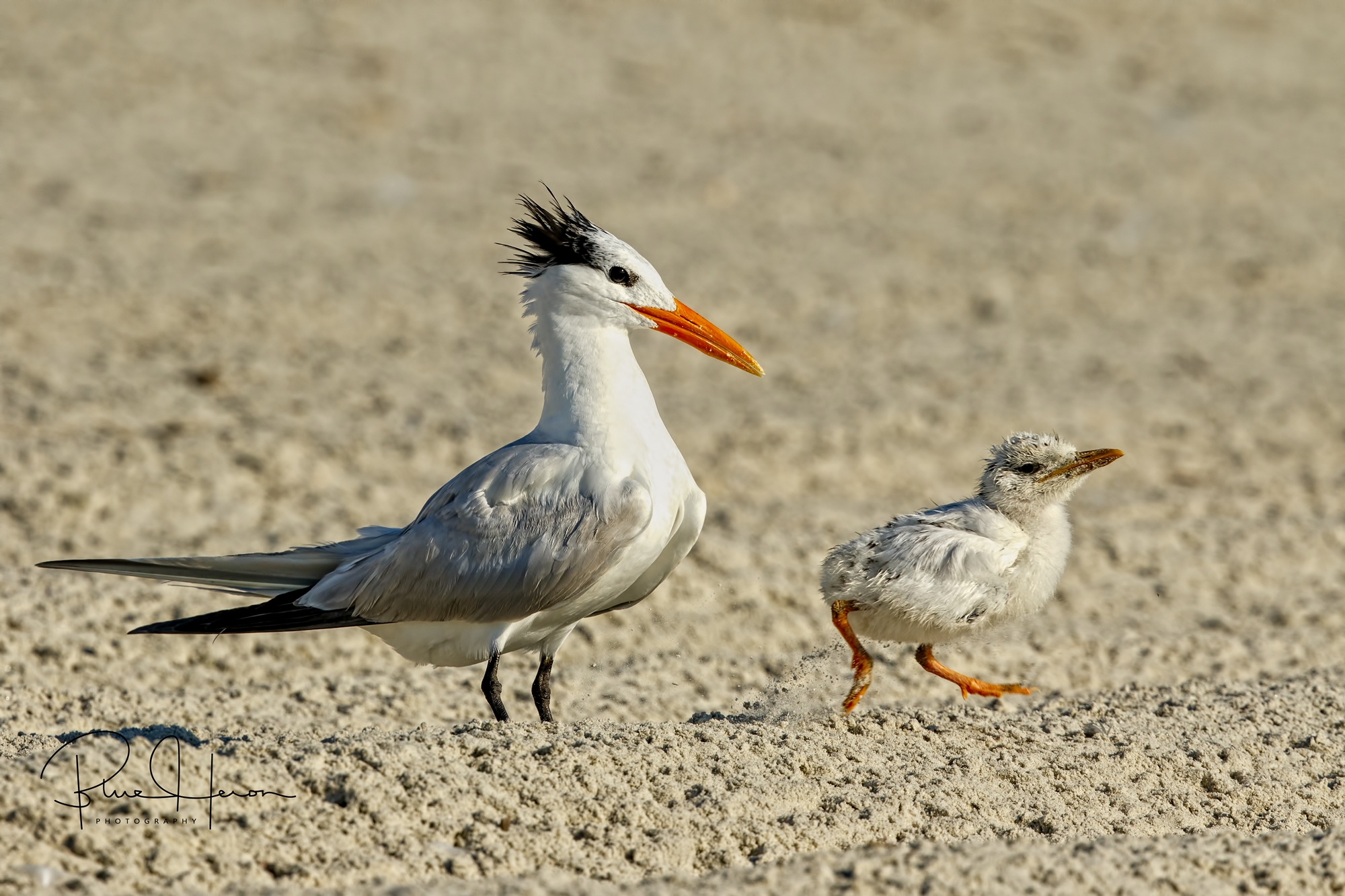 This late Royal Tern hatchling scampers towards the surf zone to be with the "big chicks" too. 
