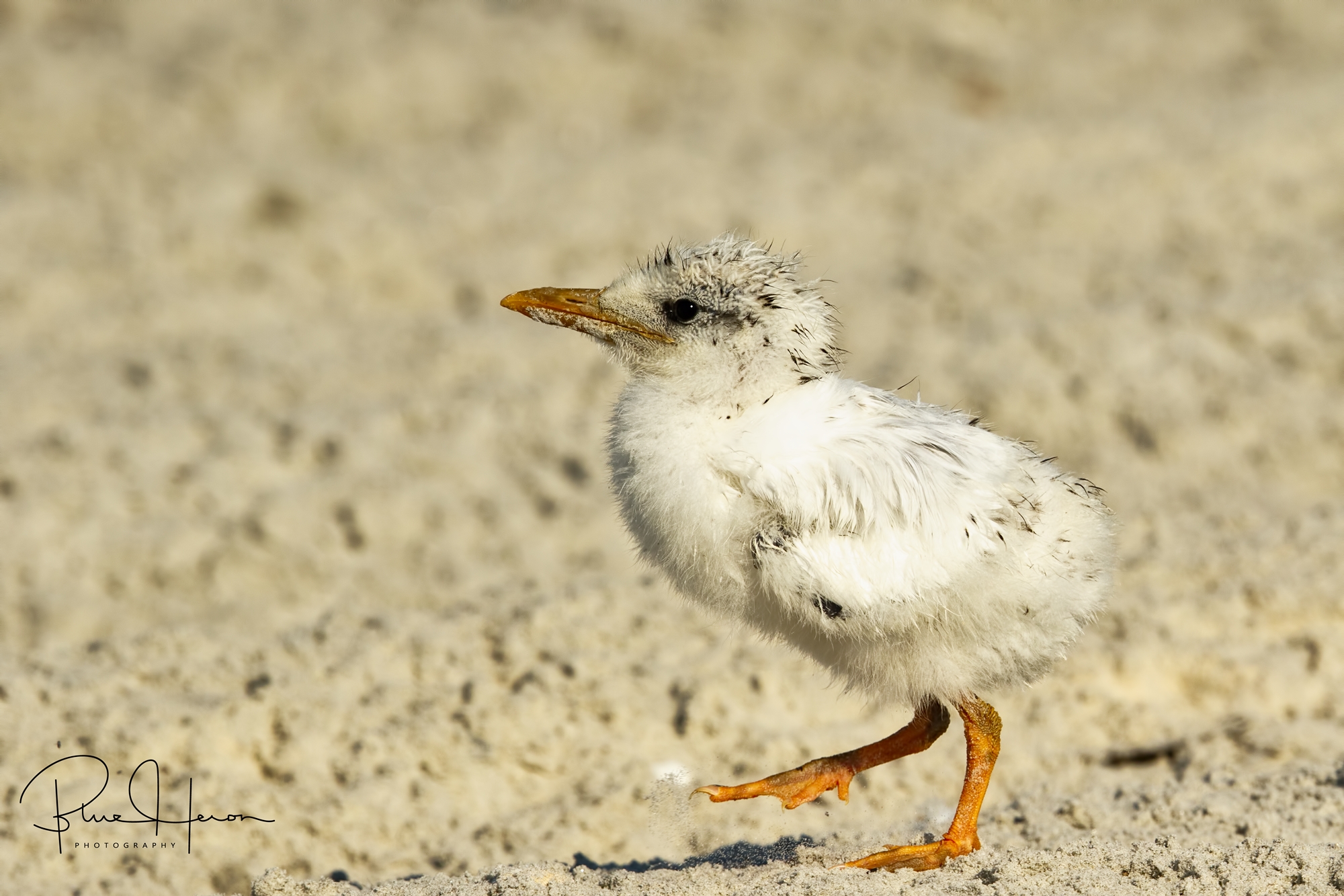 It will take about two months for this Royal Tern hatchling to fully fledge and be ready to fly on its own.