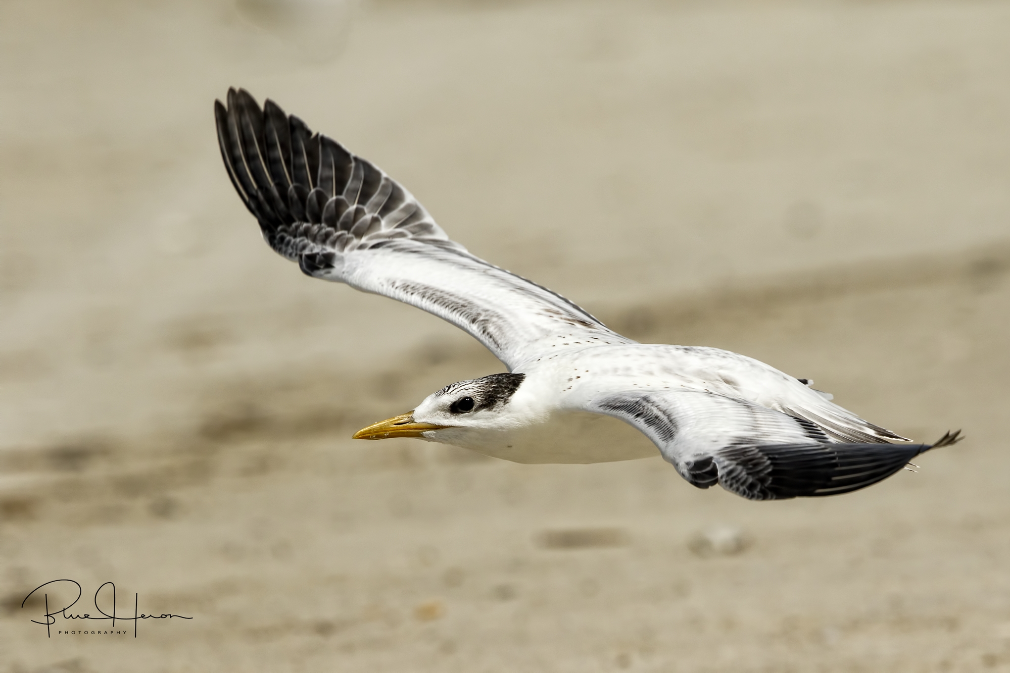 It's "Time to Fly" for this young Tern...see ya next week..