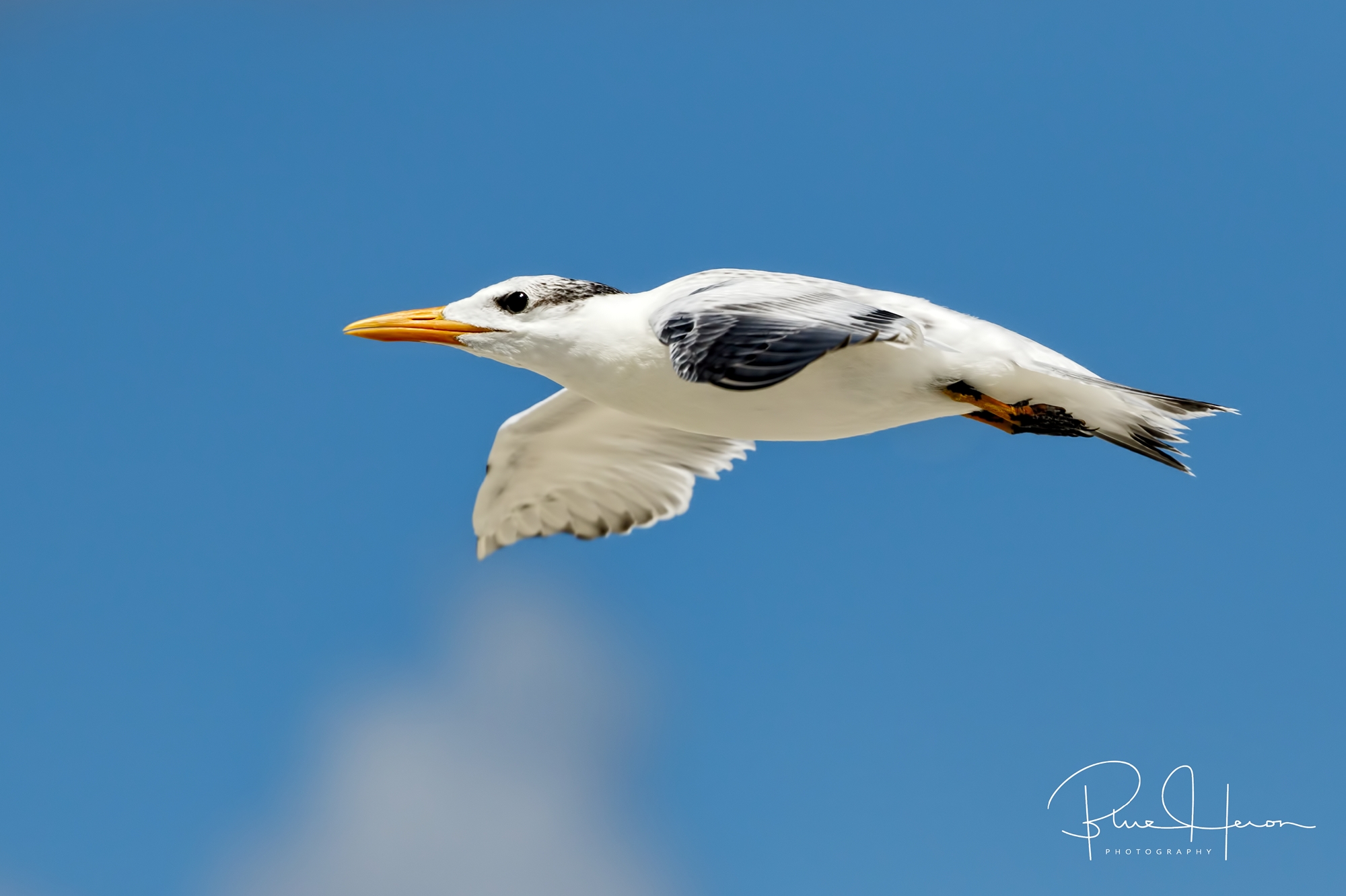This fledgling Royal Tern is now flying to the surf zone for a meal ..