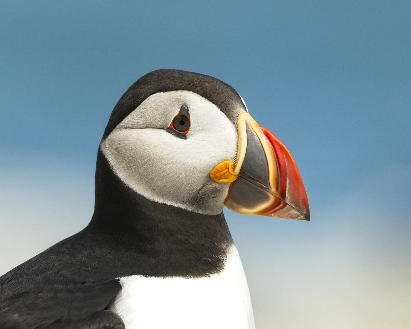 Puffin profile