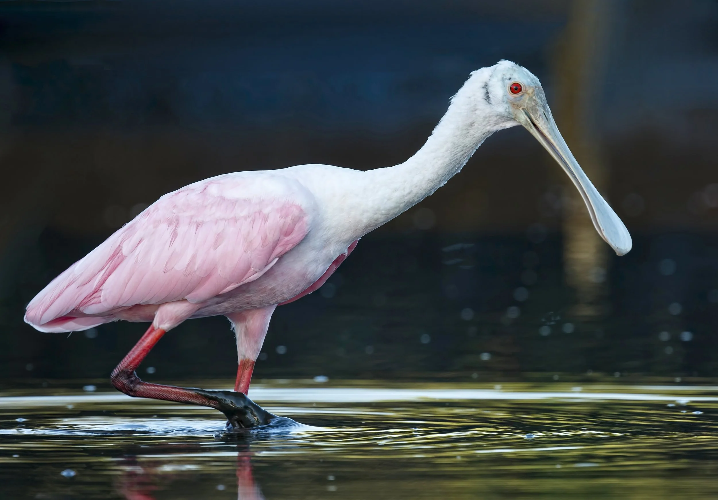 The pink flash was this beautiful Roseate Spoonbill that had just landed to begin feeding..