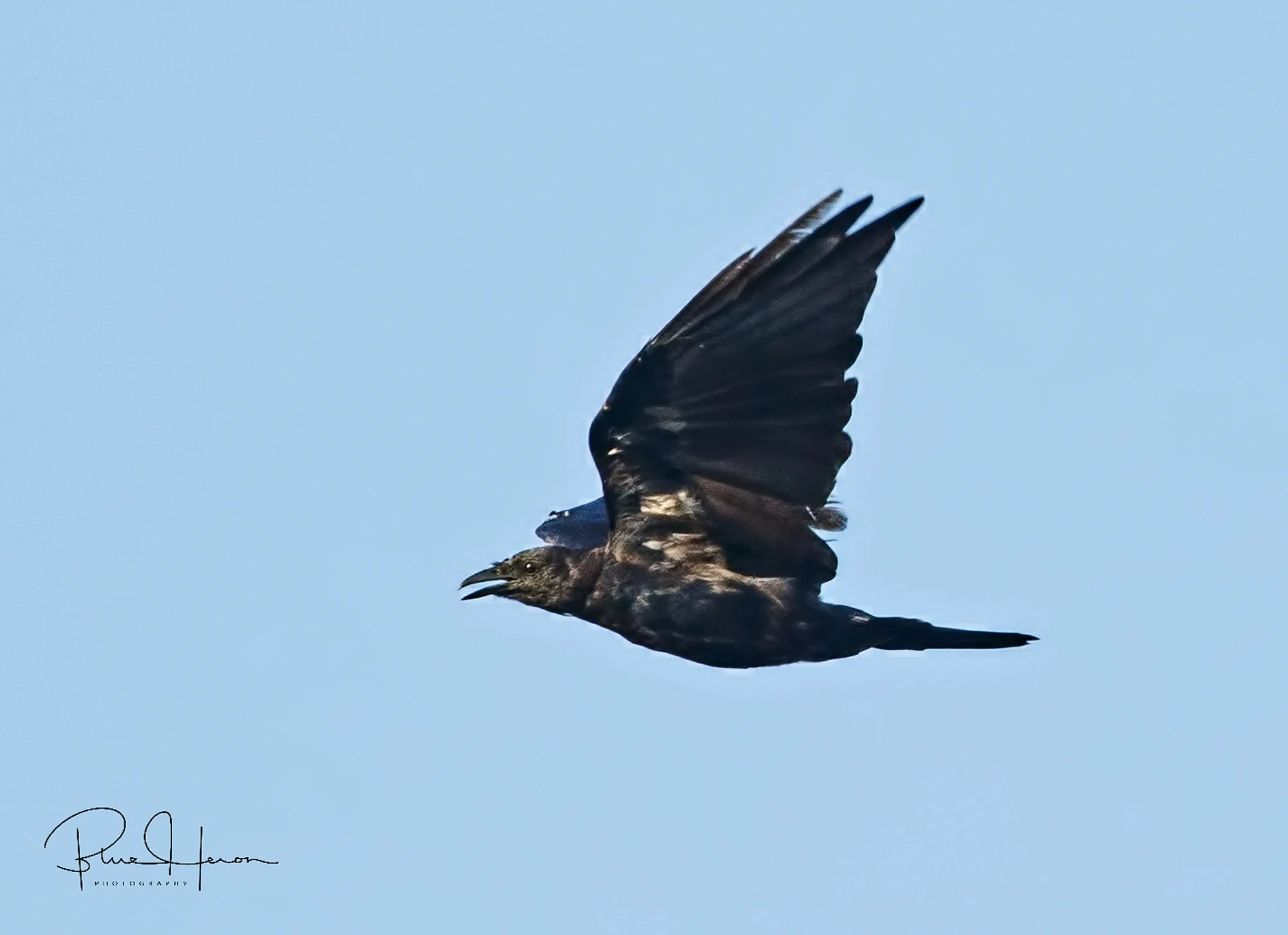 Thousands of crows (with Jersey accents) have arrived..