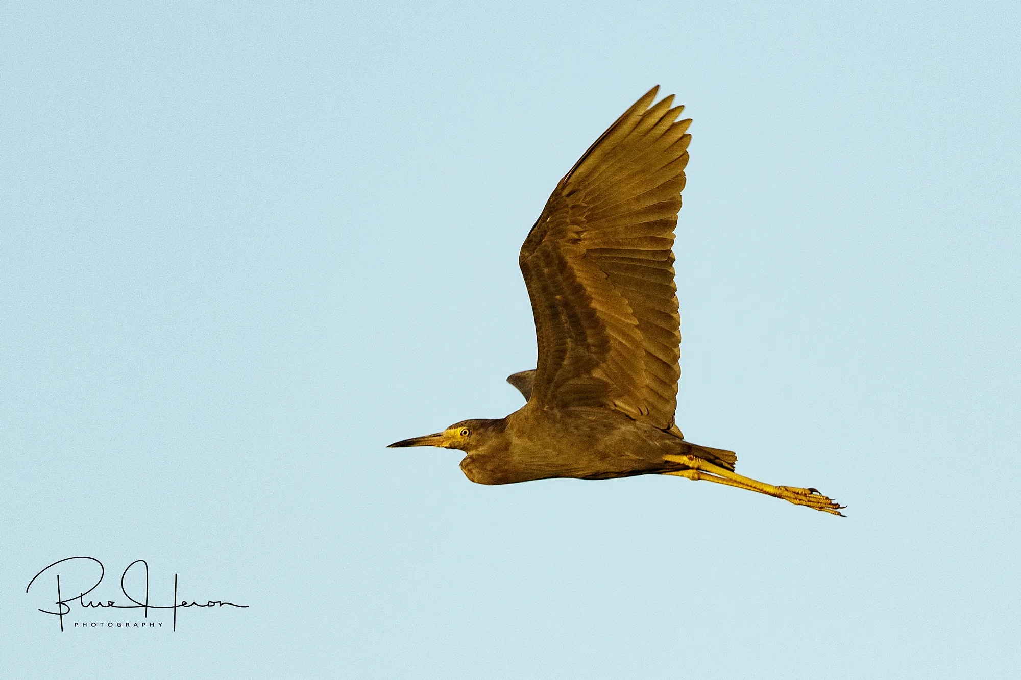 I' ve got the autumn blues because of this fleeting Little Blue Heron