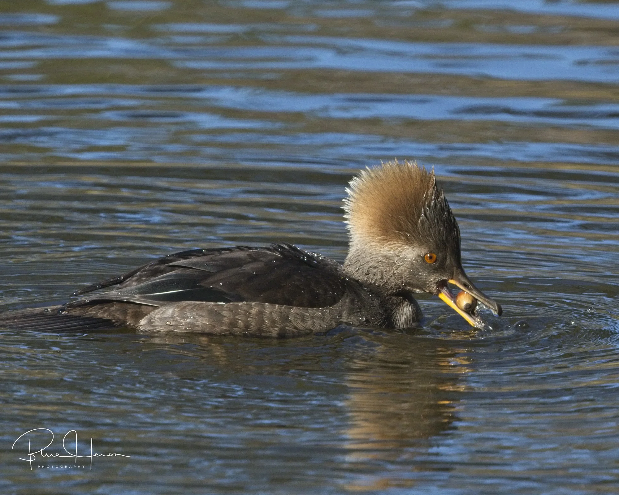Sometimes ya feel like a nut...Merganser munching on acorns