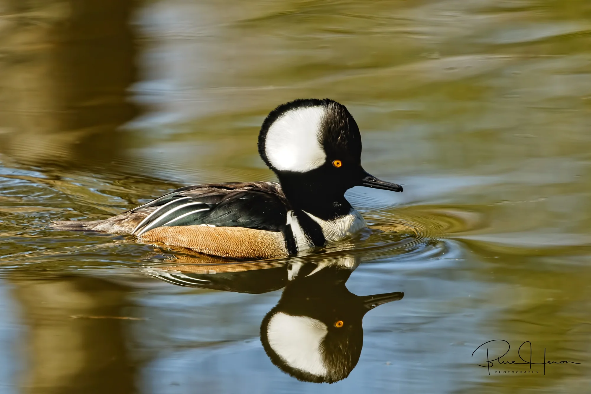 Pair of male Hooded Mergansers?