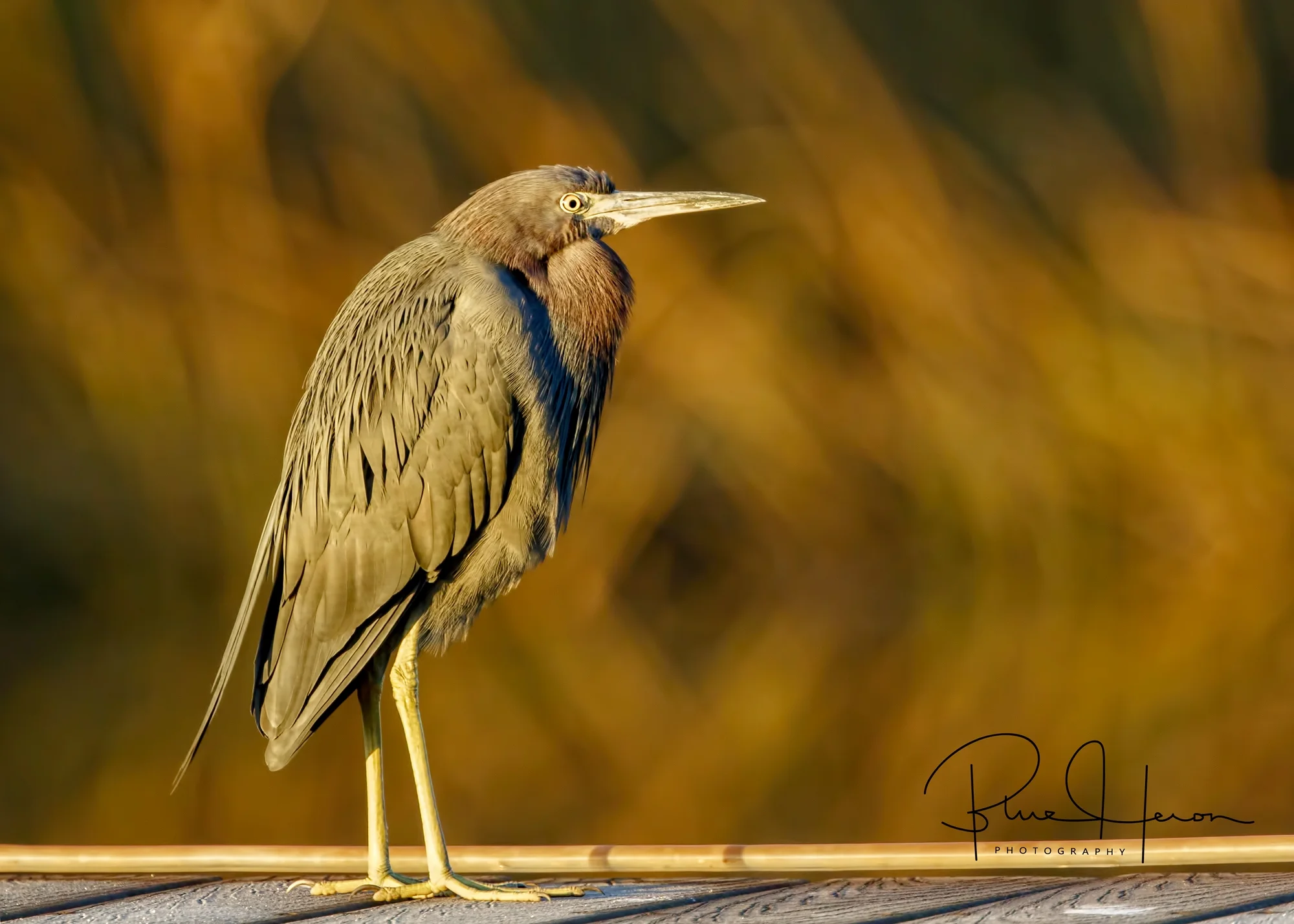 Blue and Gold...Little Blue in the Golden light..brrrr...