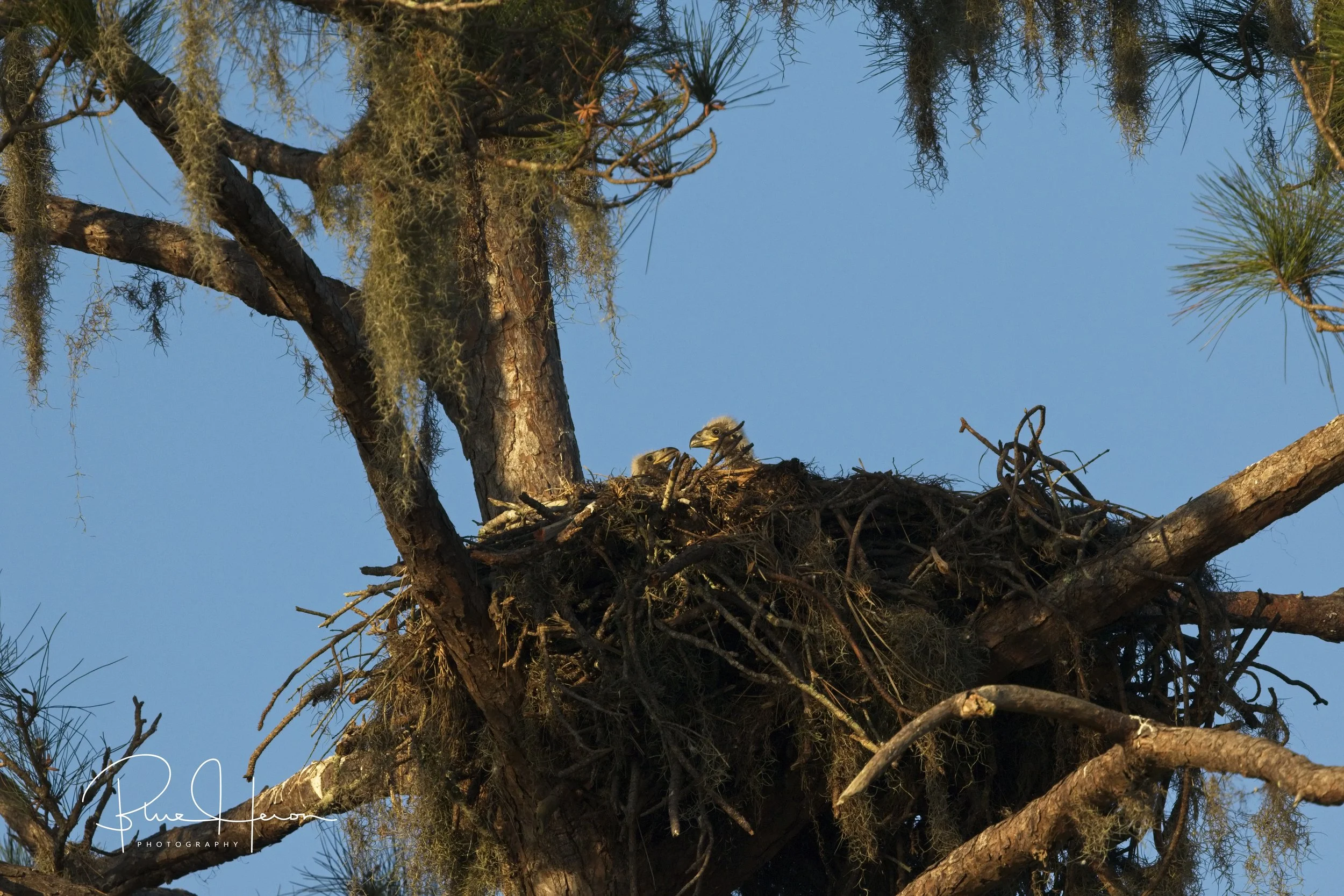 Florida Bald Eagle nest in a pine tree..two small fuzzy eaglet heads can barely be seen peeking up over the rim..