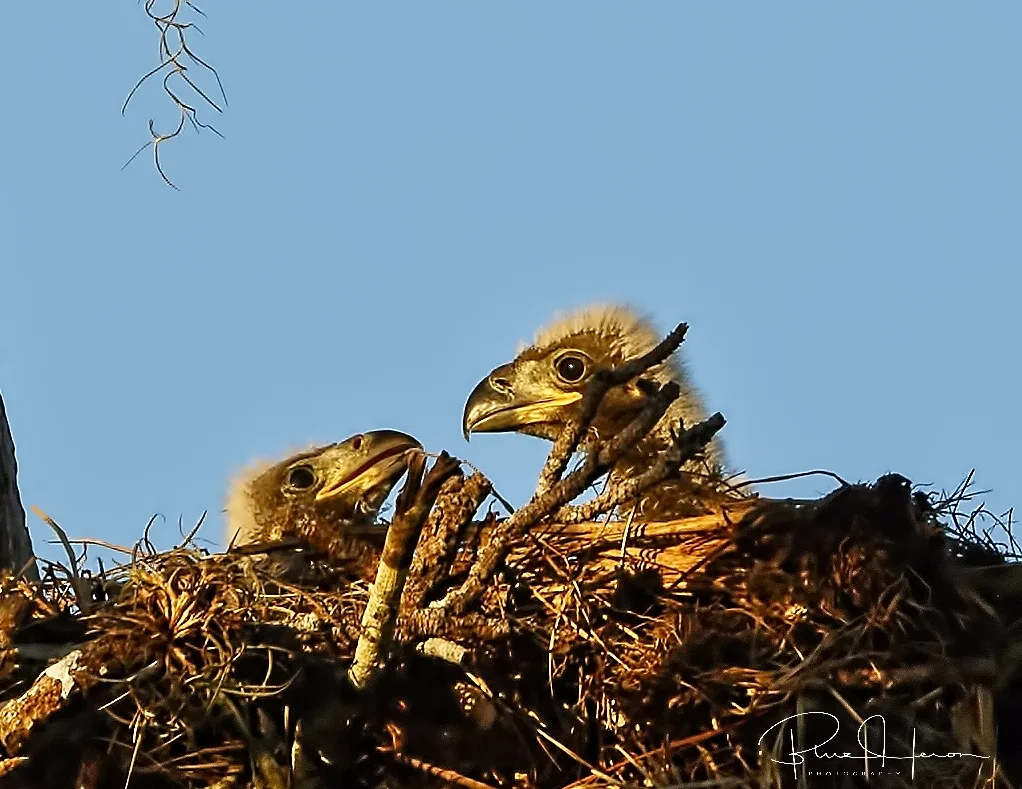 Bet we are having fish for breakfast lil brother..close up crop of newly hatched eaglets..