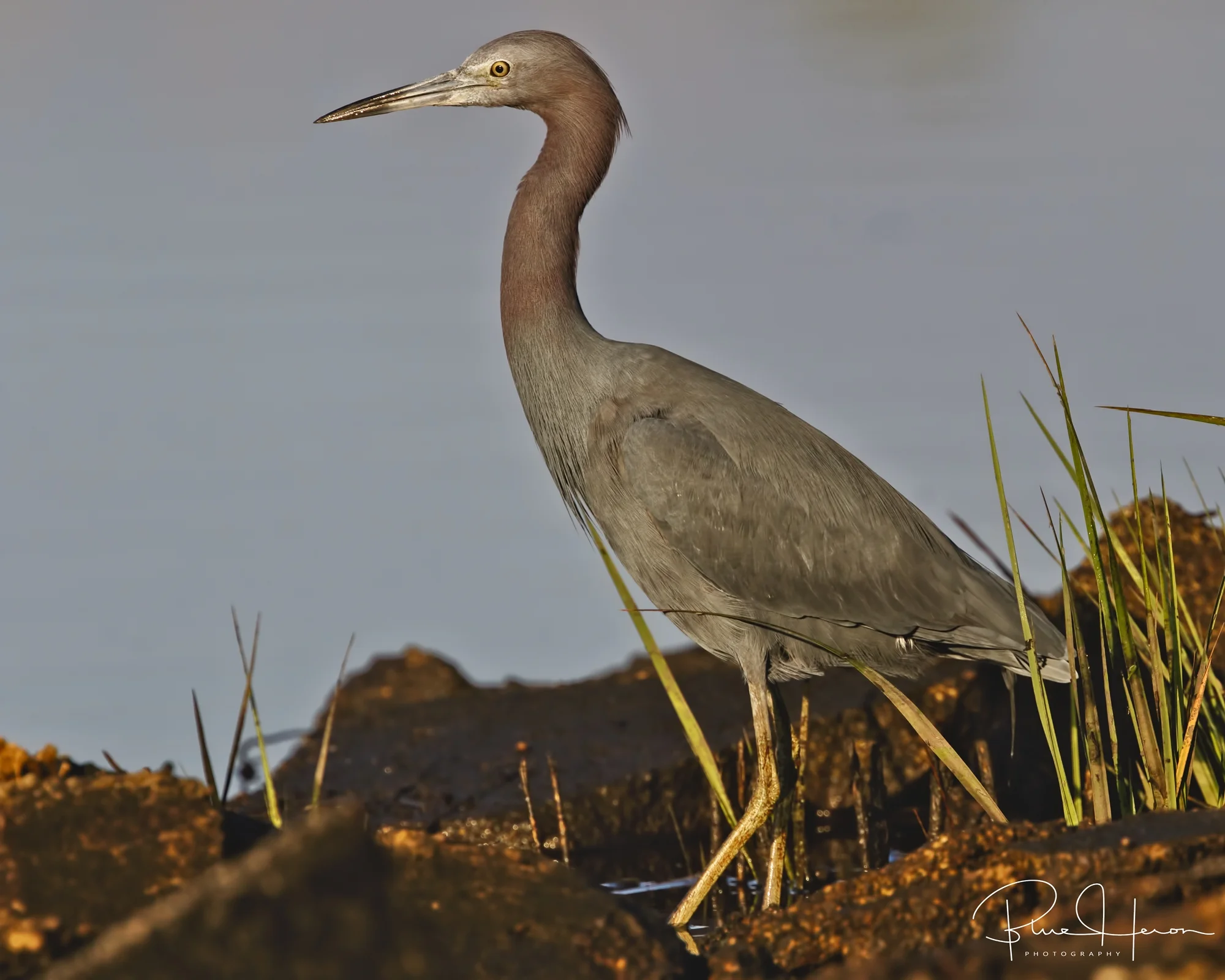 This bird has marsh minnow madness...time for breakfast..