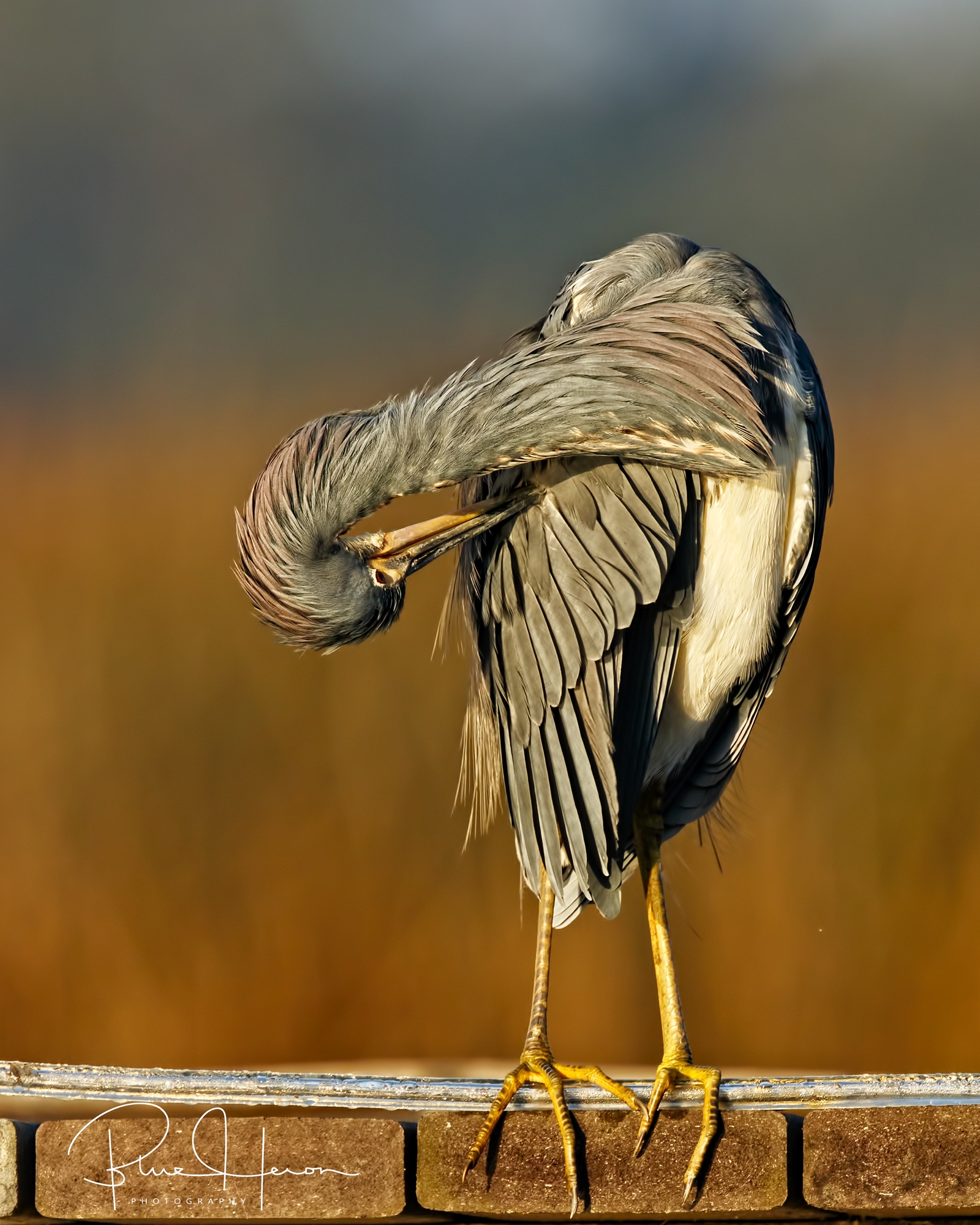 Takes a lot of work to keep these feathers looking fine!
