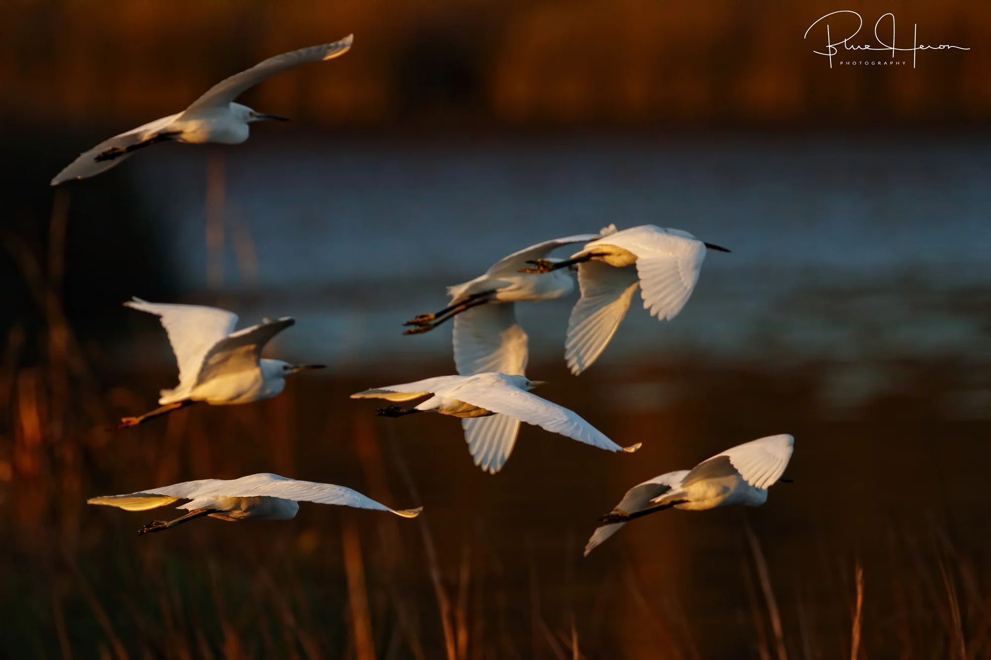 A snowy flurry of Snowy Egrets descend on the marsh..