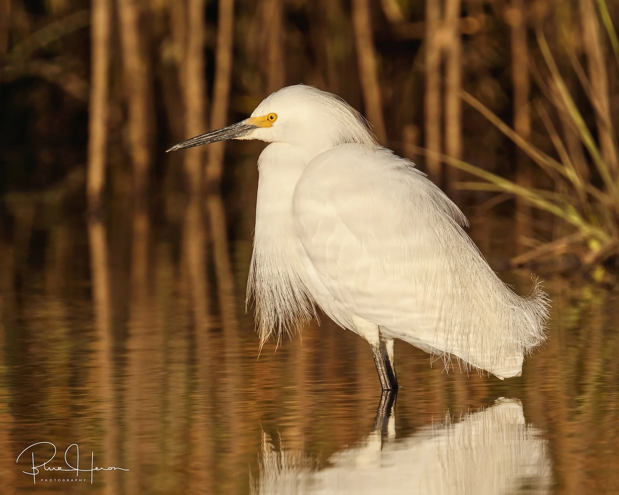 Golden rays of morning (finally) begin to brighten the marsh... 