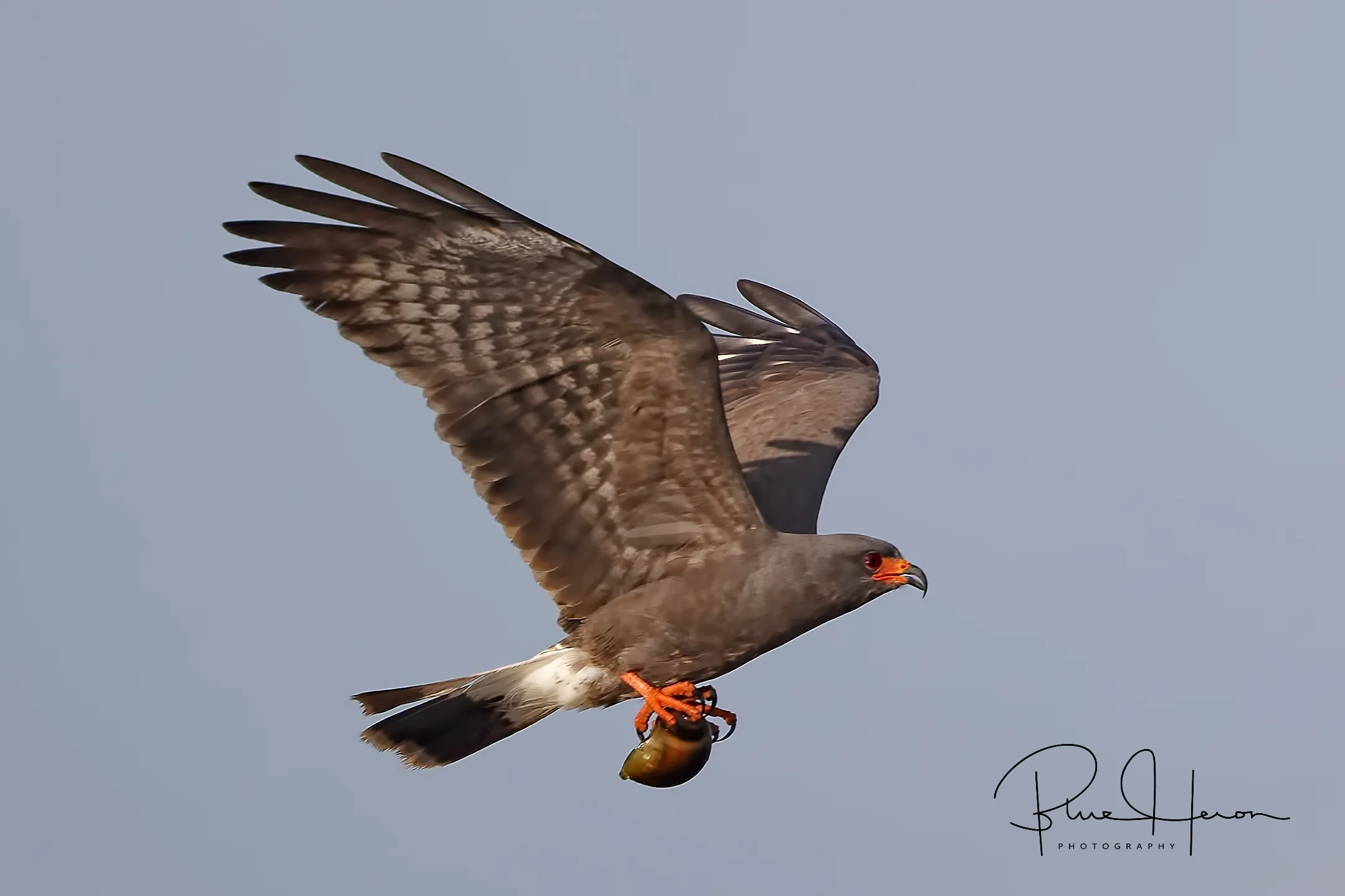 Male Snail Kite bringing in snail to nesting area