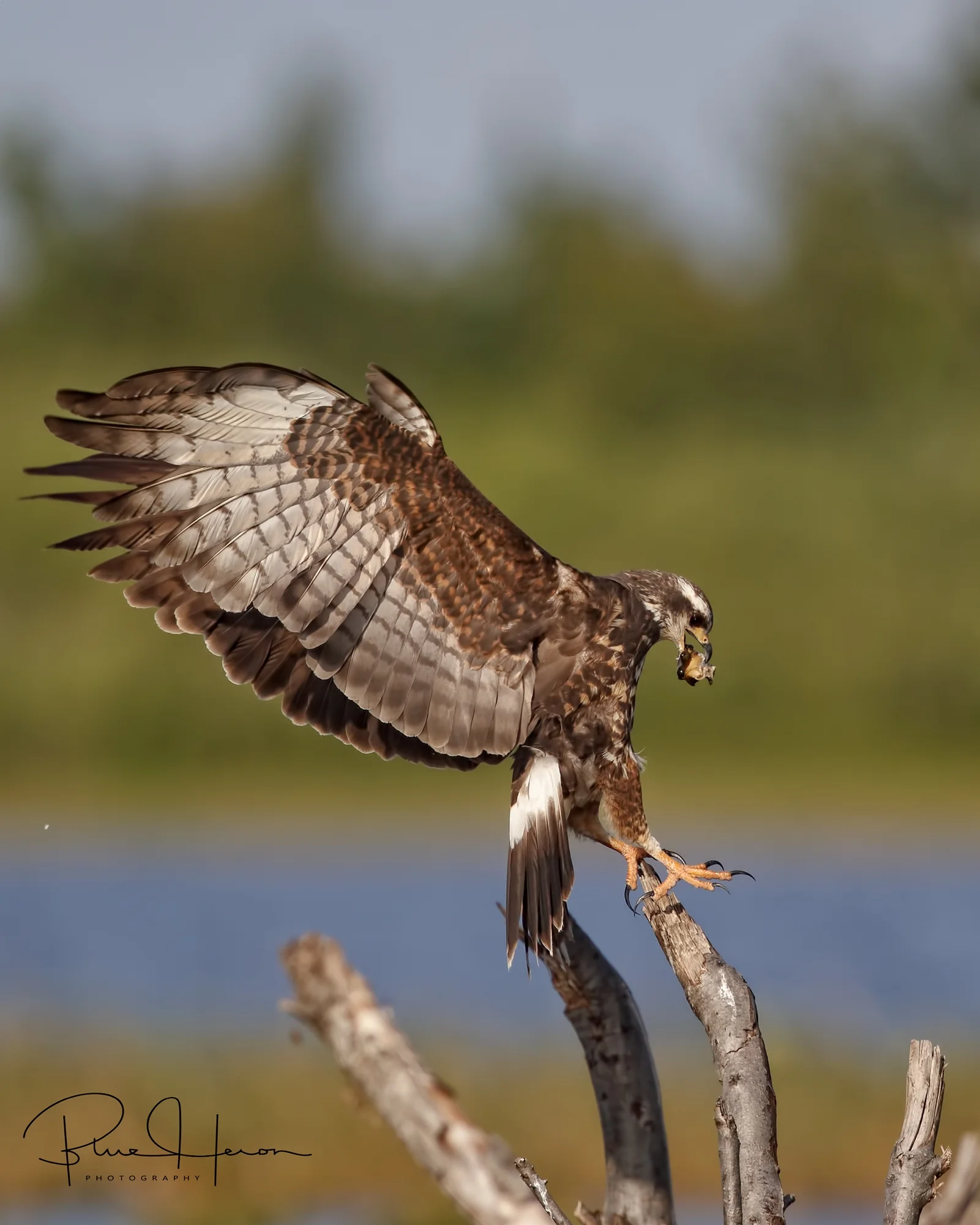 Female with snail snack