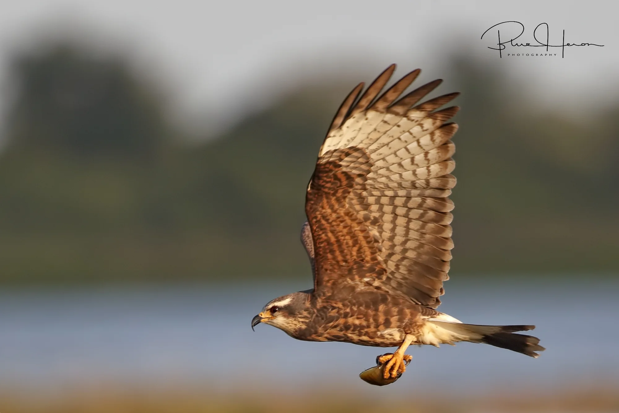 Female kite bringing in snail
