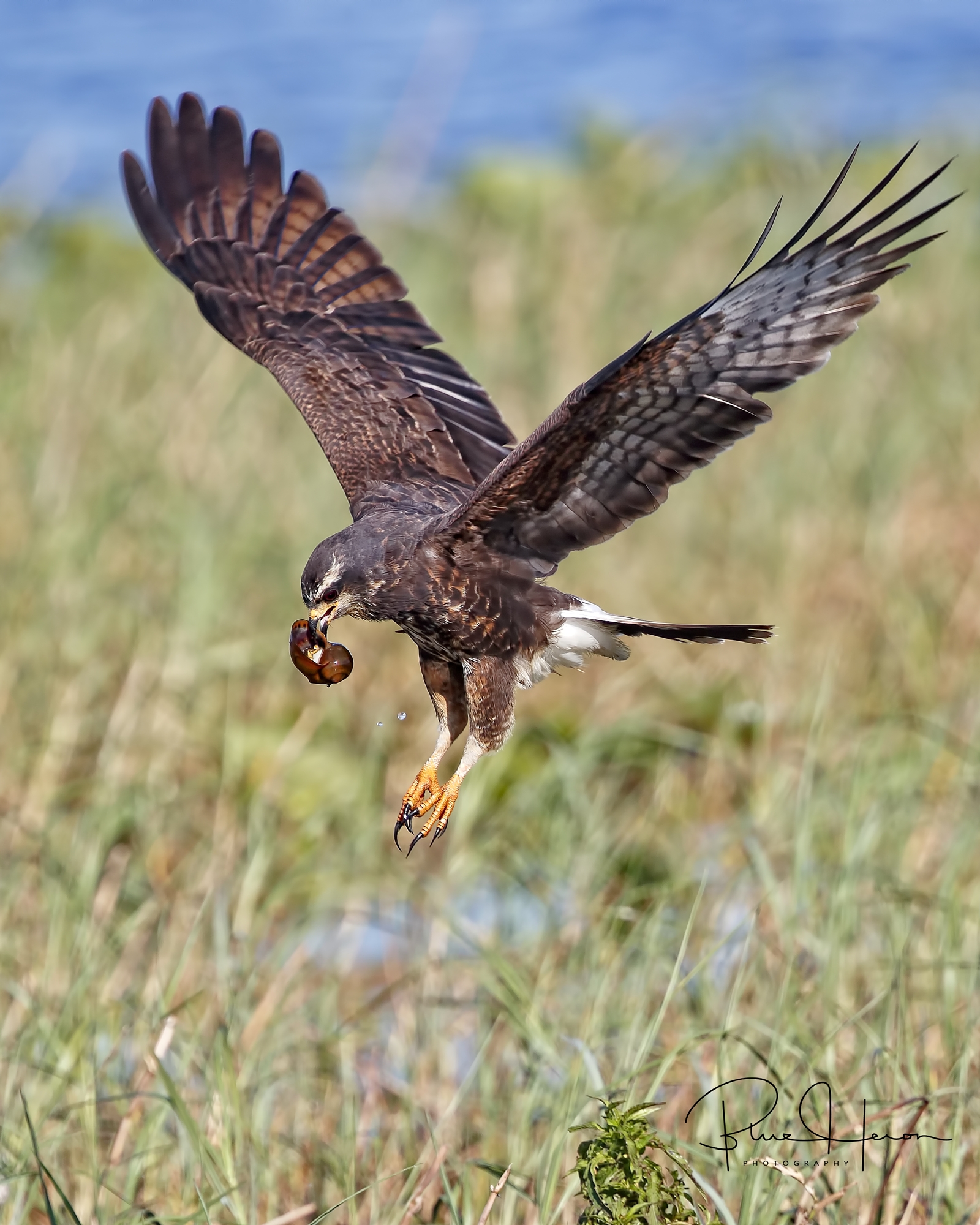 This female was harassed by Grackles and picks up its snail to move to another site to eat.