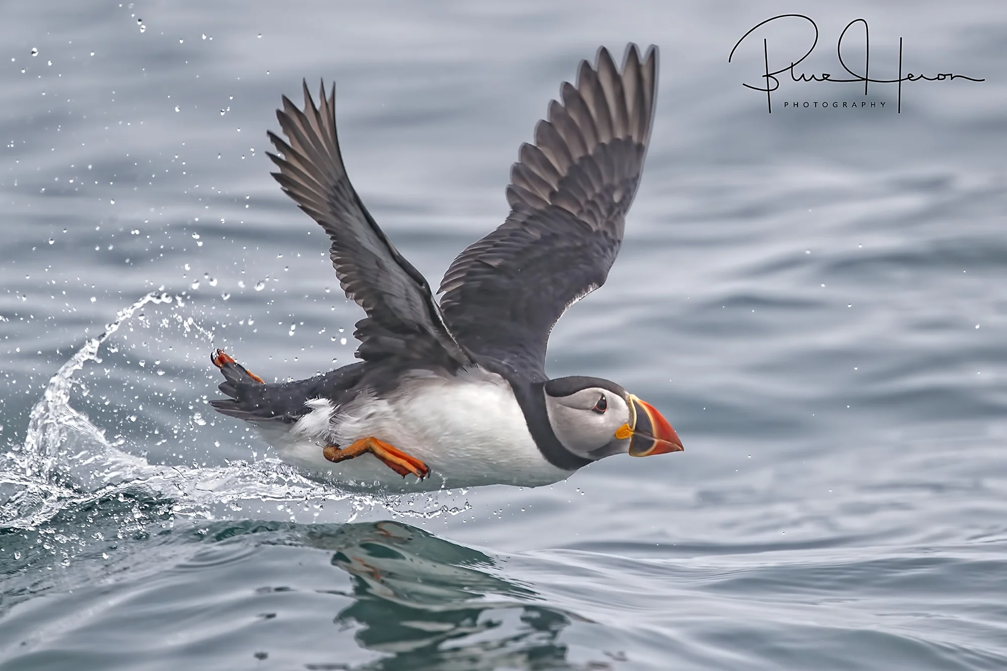 When the fog lifted I did capture some close aboard shots of the Atlantic Puffin lifting off the ocean