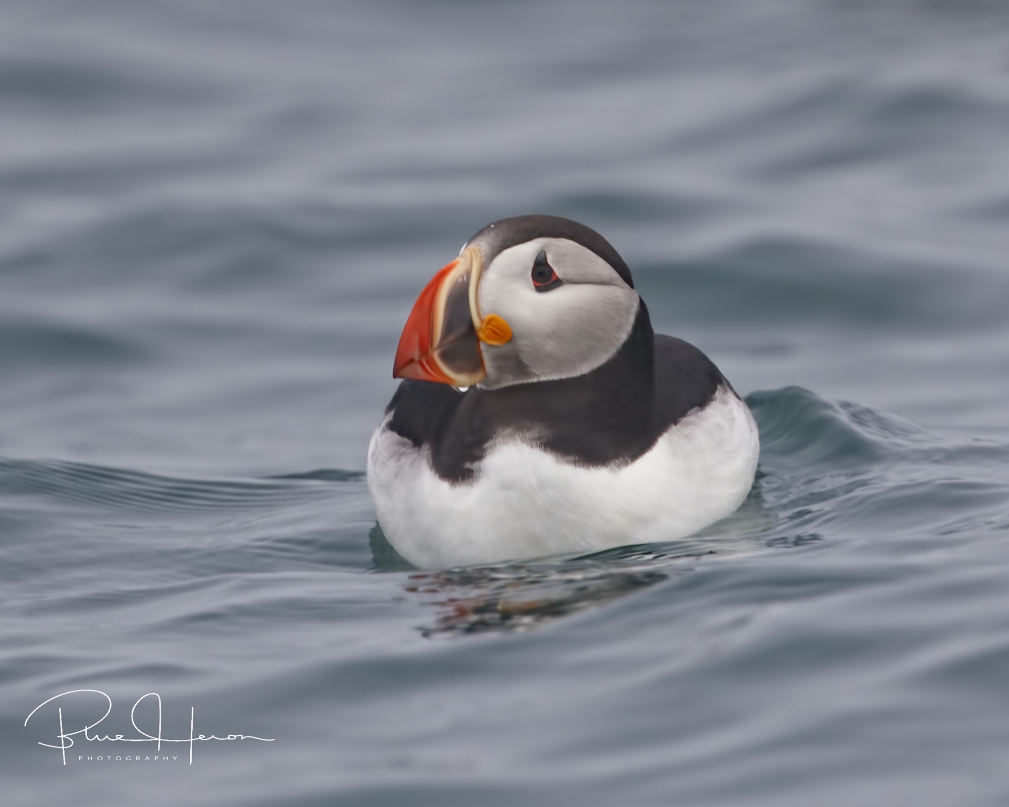 Atlantic Puffin just floating by...