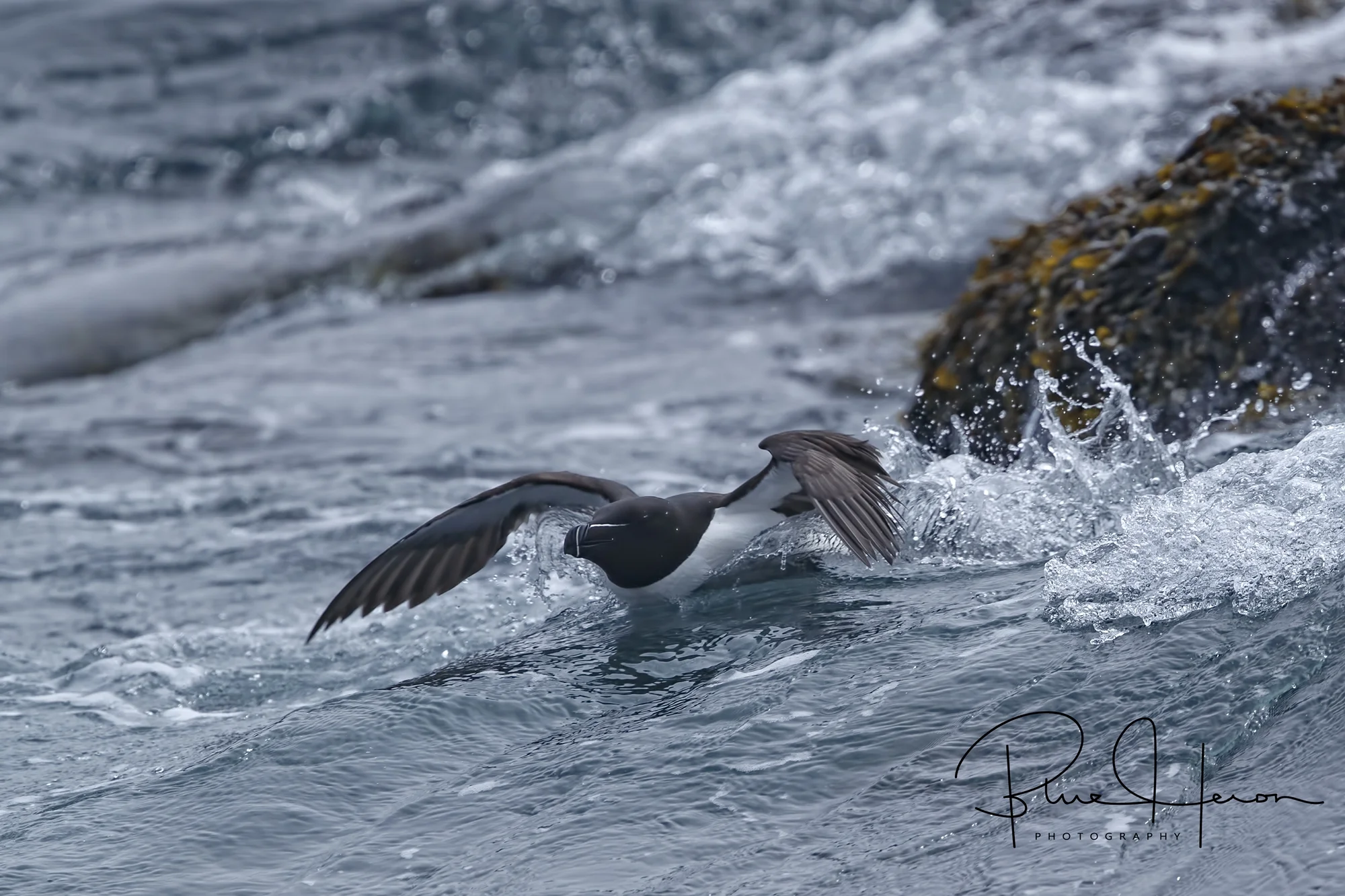 A Razorbill launches into the surf from the island