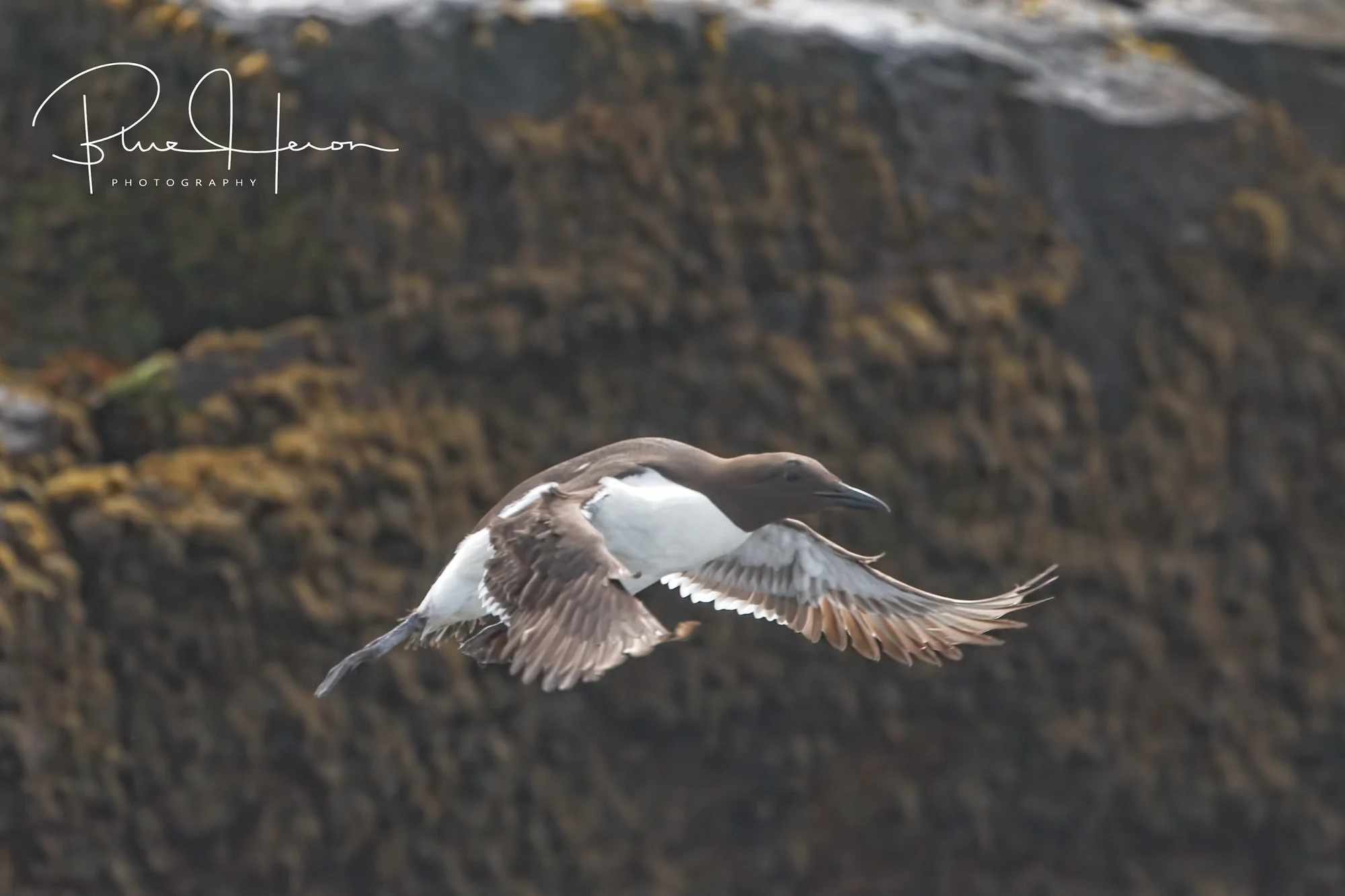 The deep diving Common Murre was also on the island in large numbers. 