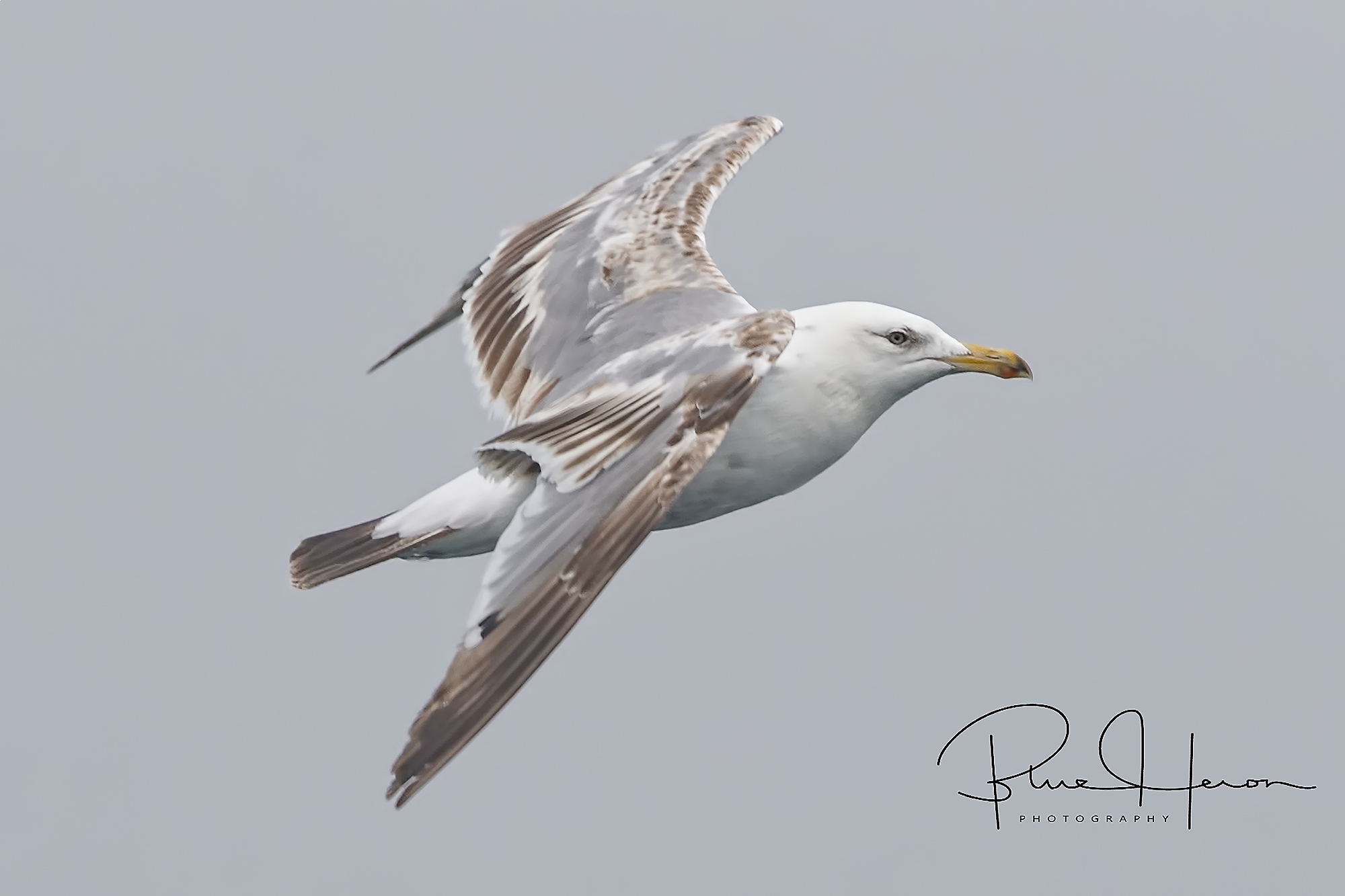 Juvenile Herring Gull fly by..