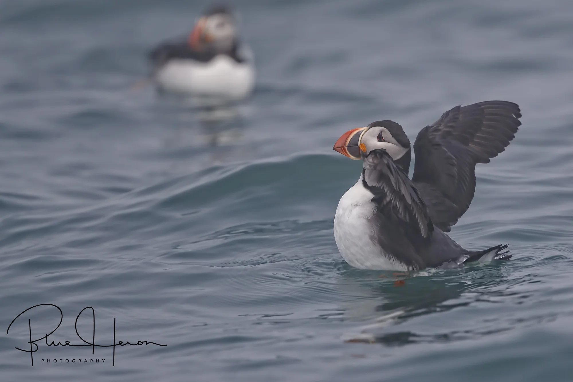 True clowns of the sea...we got a happy wave from the Atlantic Puffin