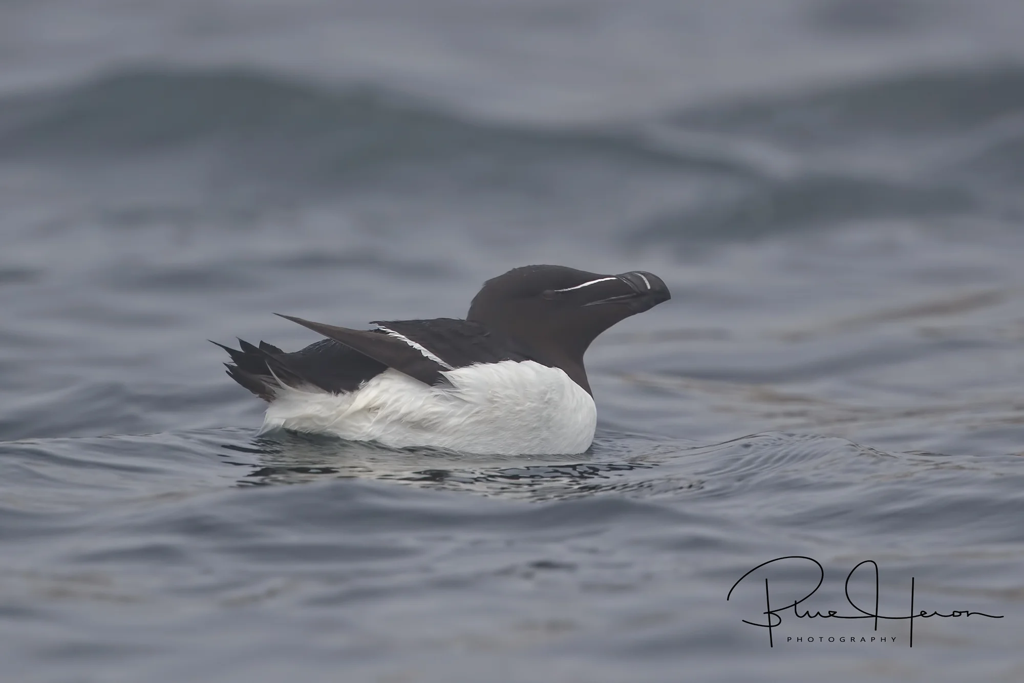 A very "Penguin looking" Razorbill floats by the boat..