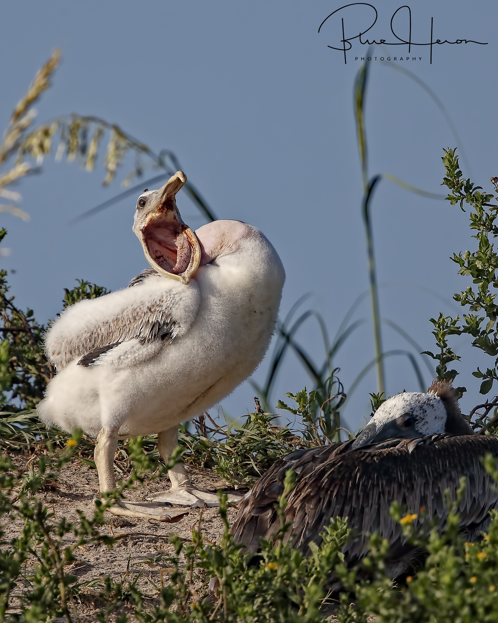 Say ahh!...fill it up Mom! 