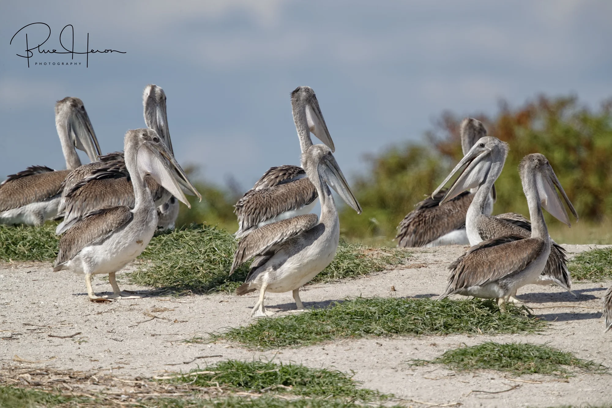 These young fledgling Brown Pelicans are ready to fly but can't stand the heat.