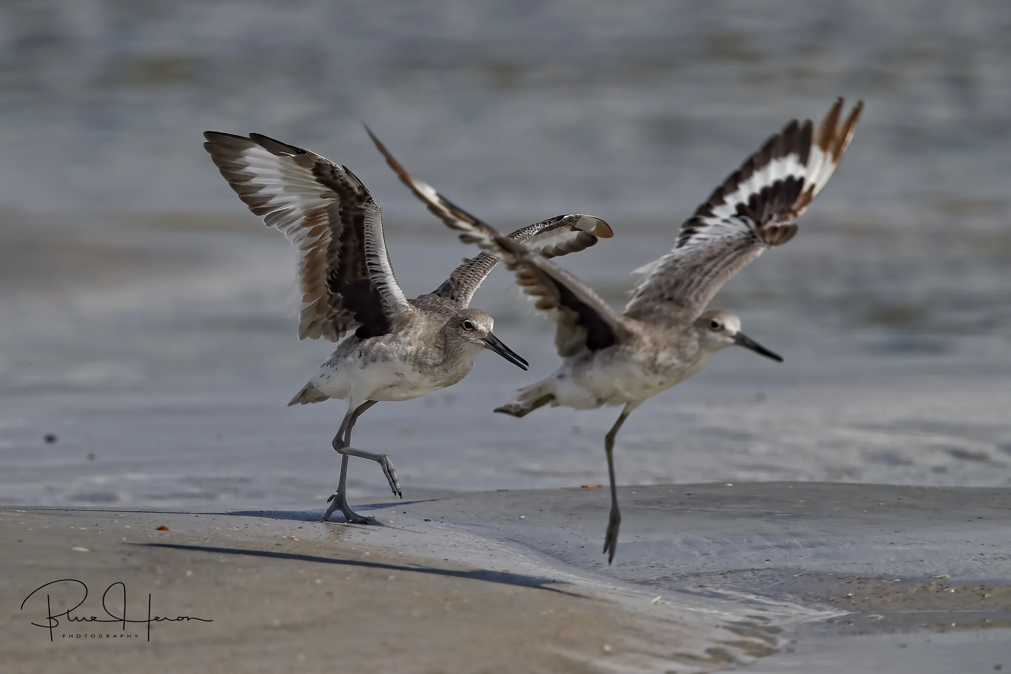 A pair of Willets came waltzing towards me with their distinctive wing stripes showing.