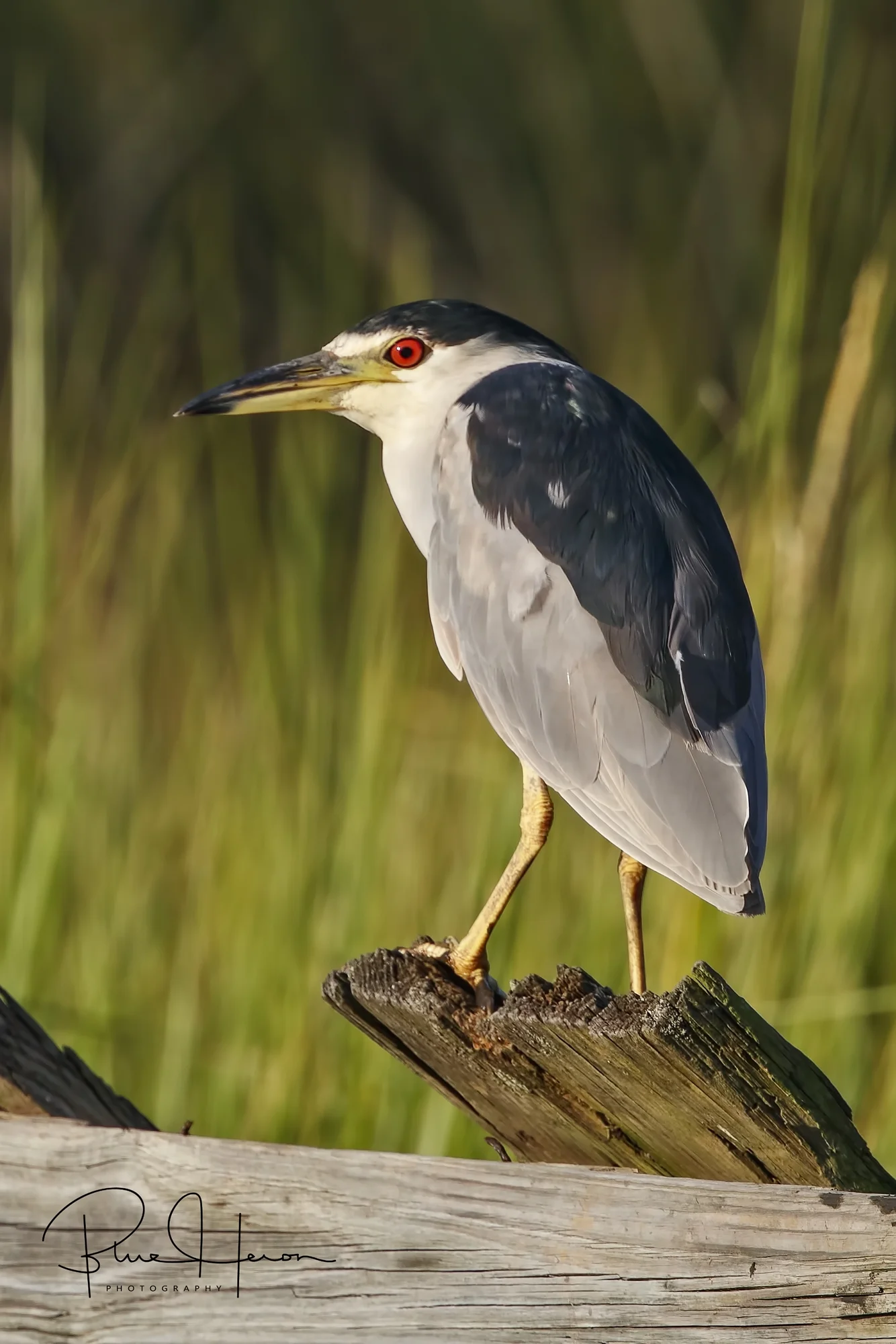 The red-eyed Black-crowned Night Herons are also up early or most likely stayed up all night from the looks of those eyes.