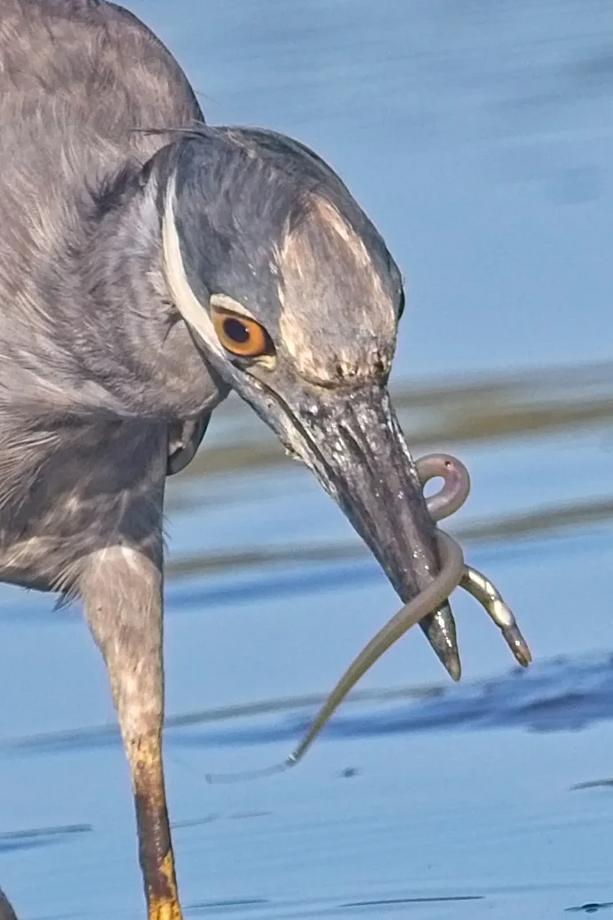 Close inspection reveals they may be a species of eels rather than worms…