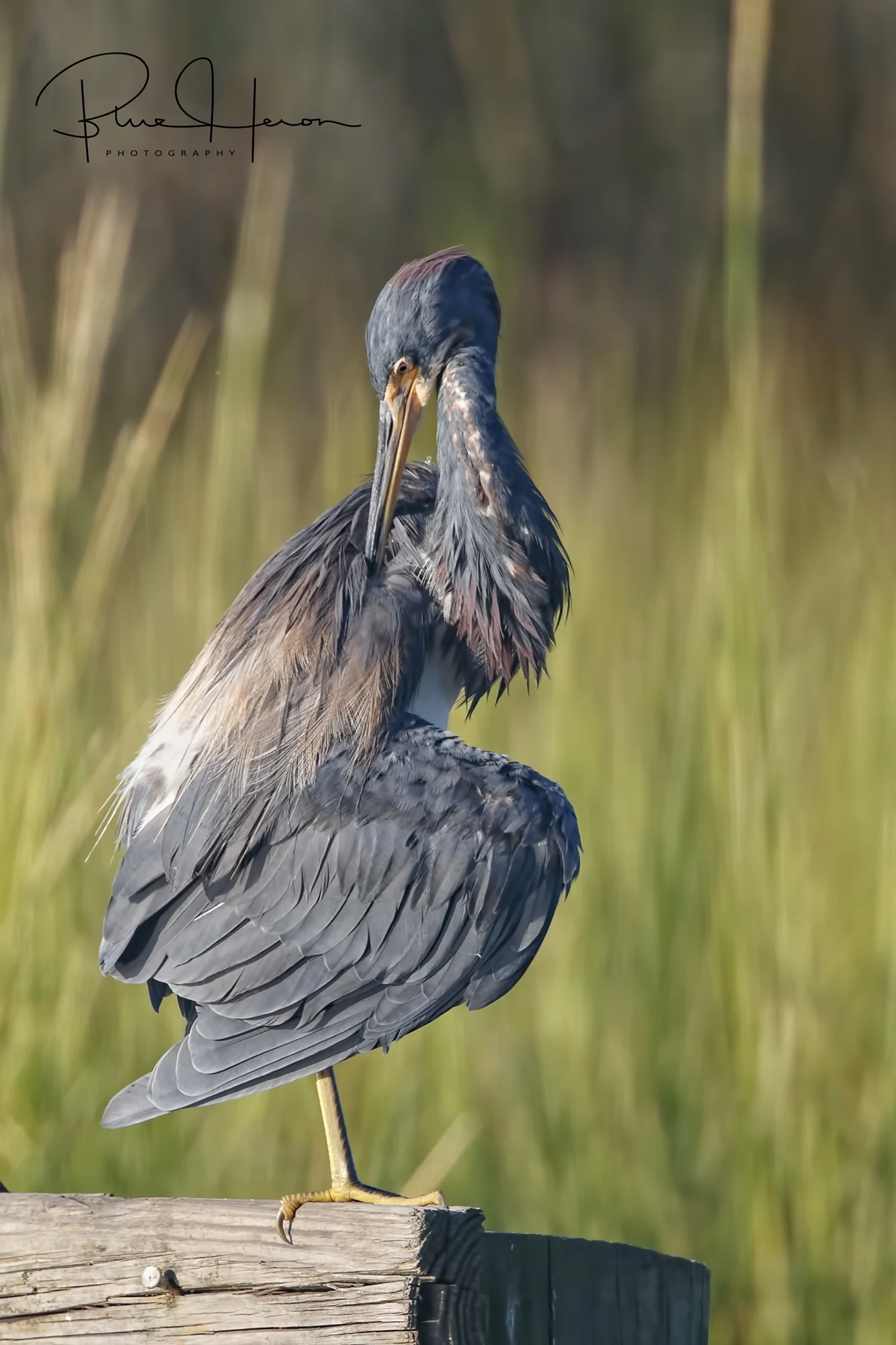 Now those side feathers..got to be just right..